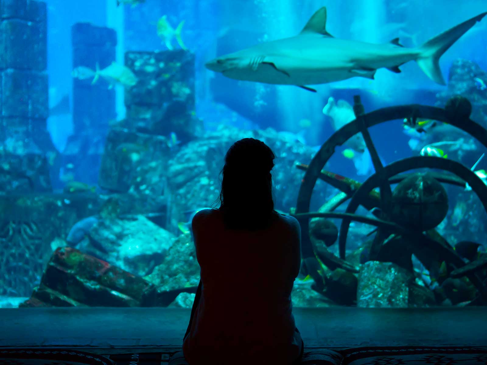 Acuario de Dubái y Zoológico Submarino