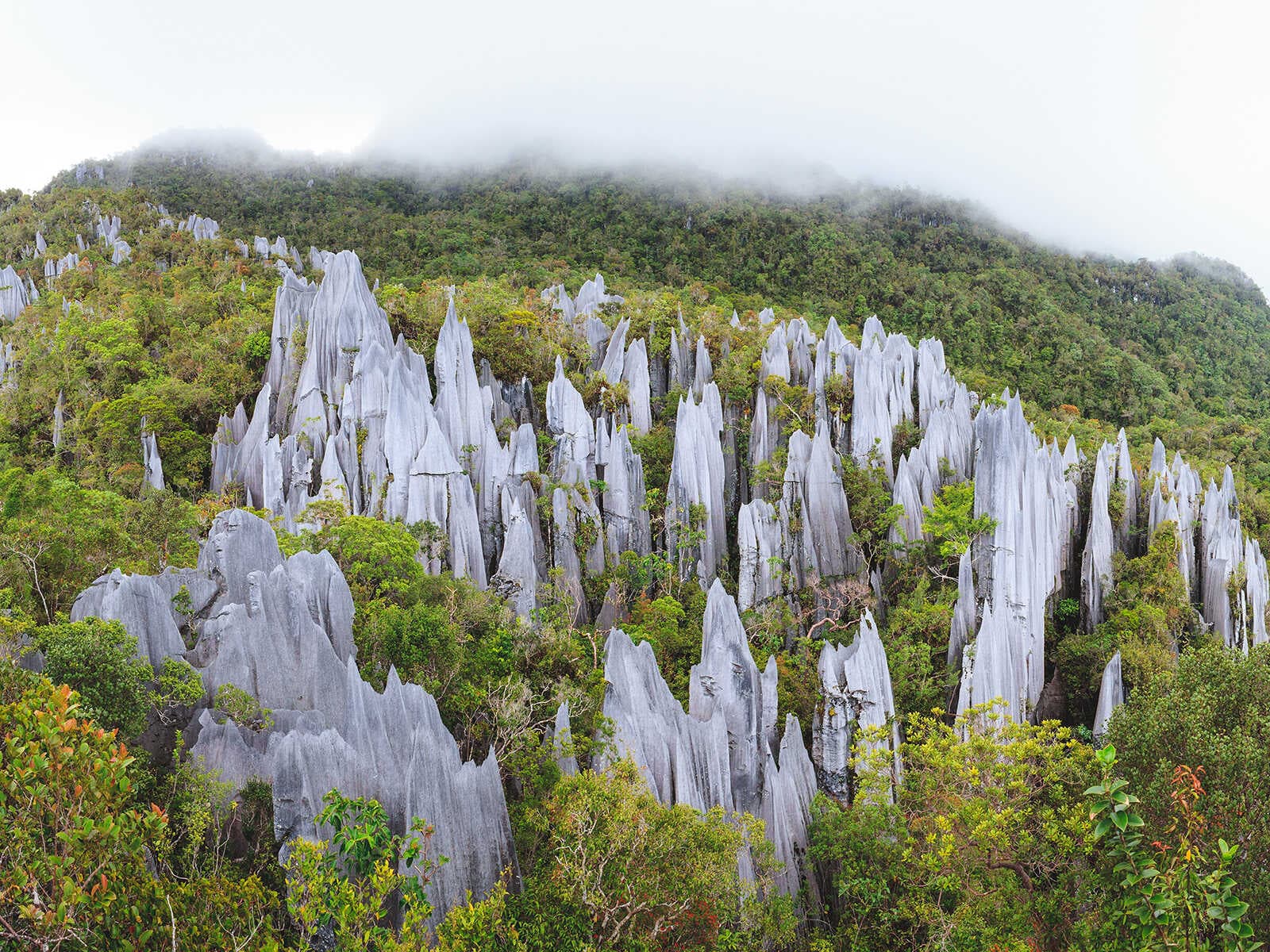 Parque Nacional Gunung Mulu 1