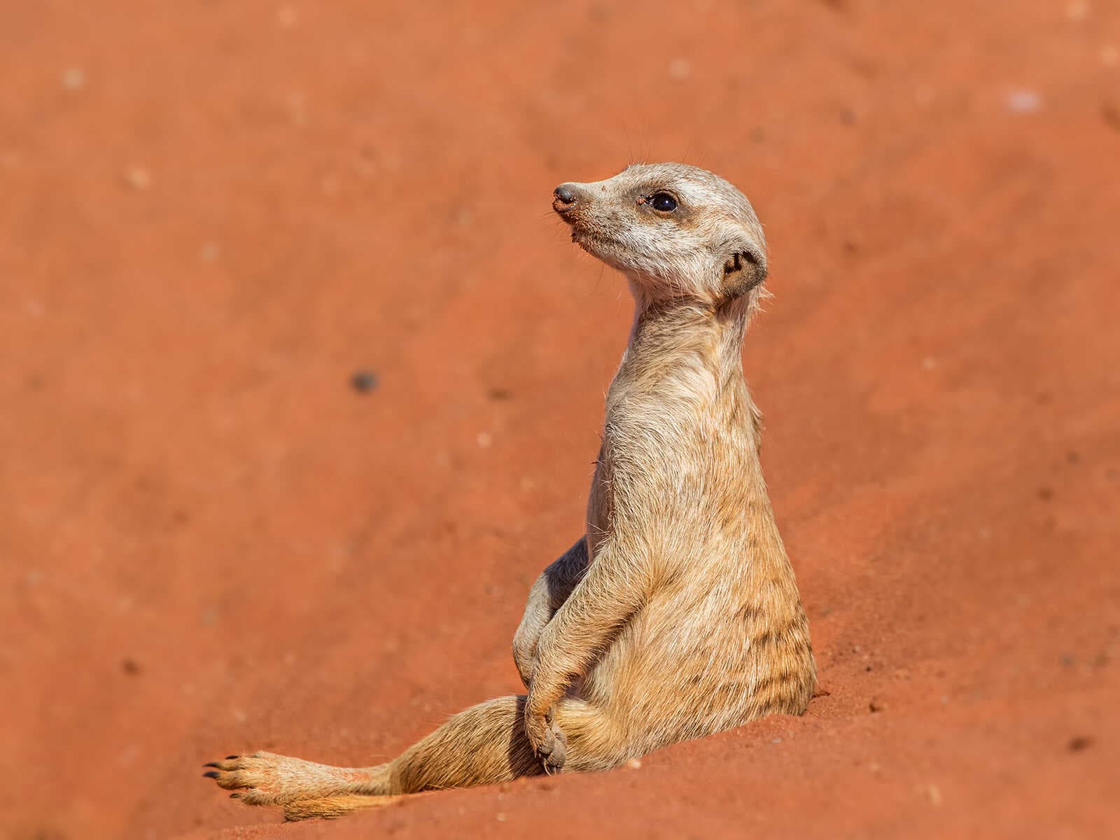 Desierto de Kalahari 2