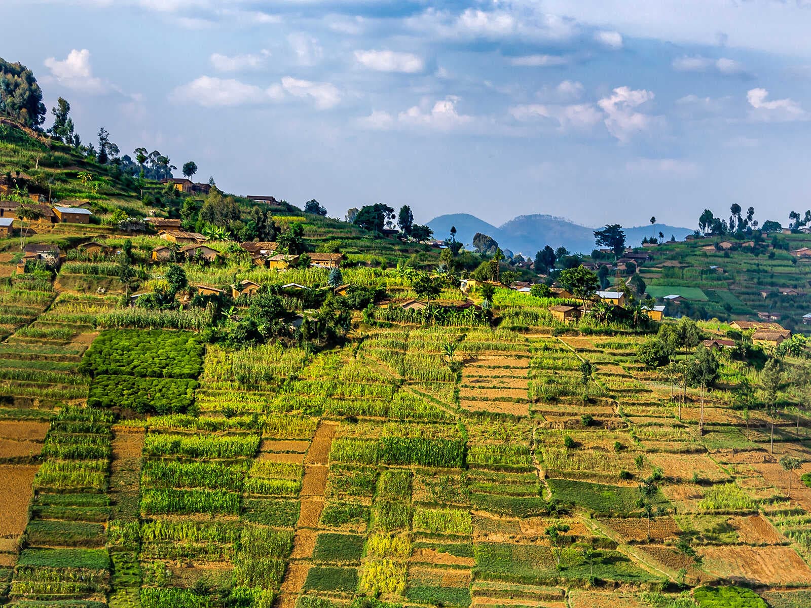 Imprescindibles en Ruanda