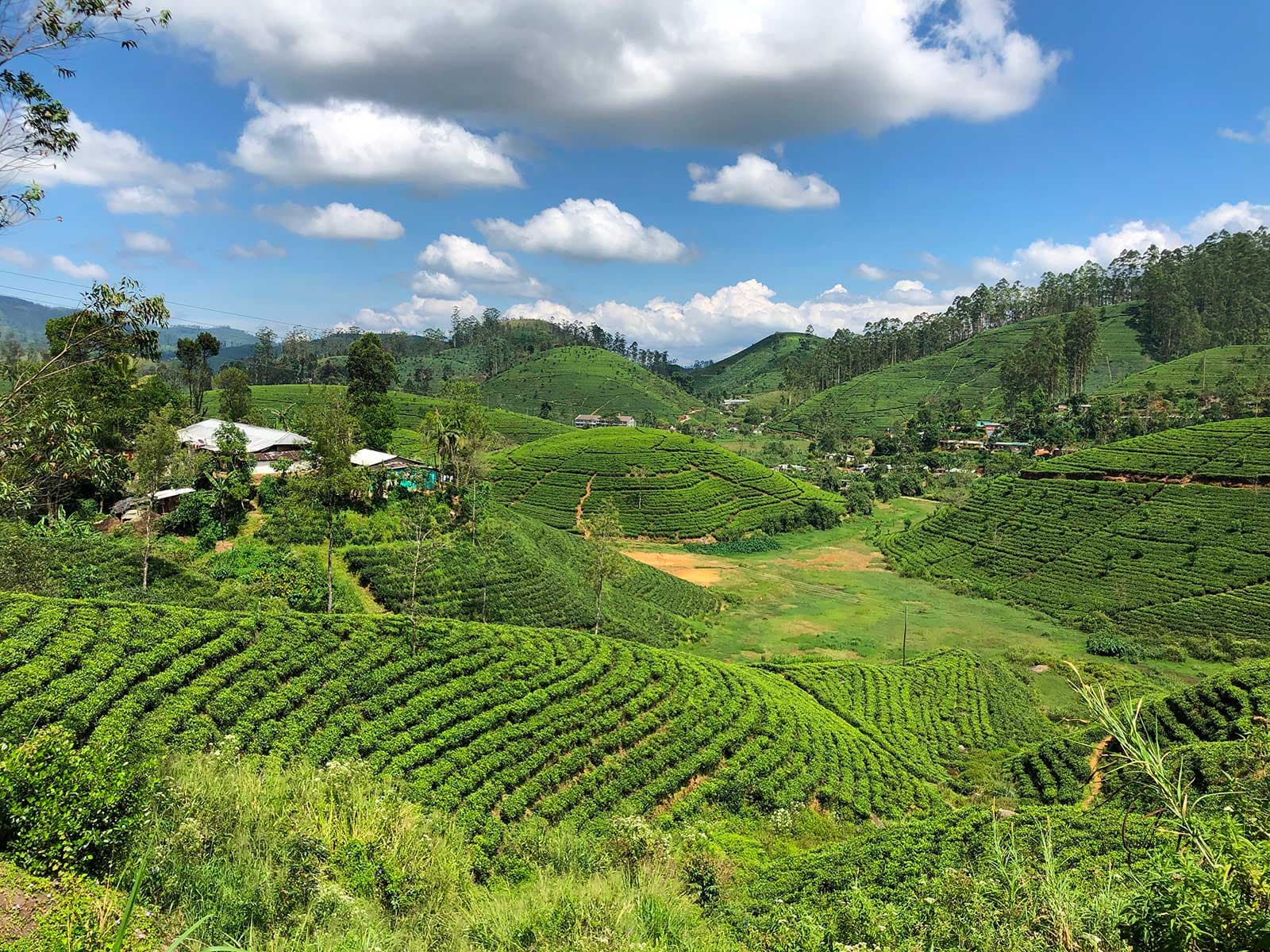 Imprescindibles en Sri Lanka