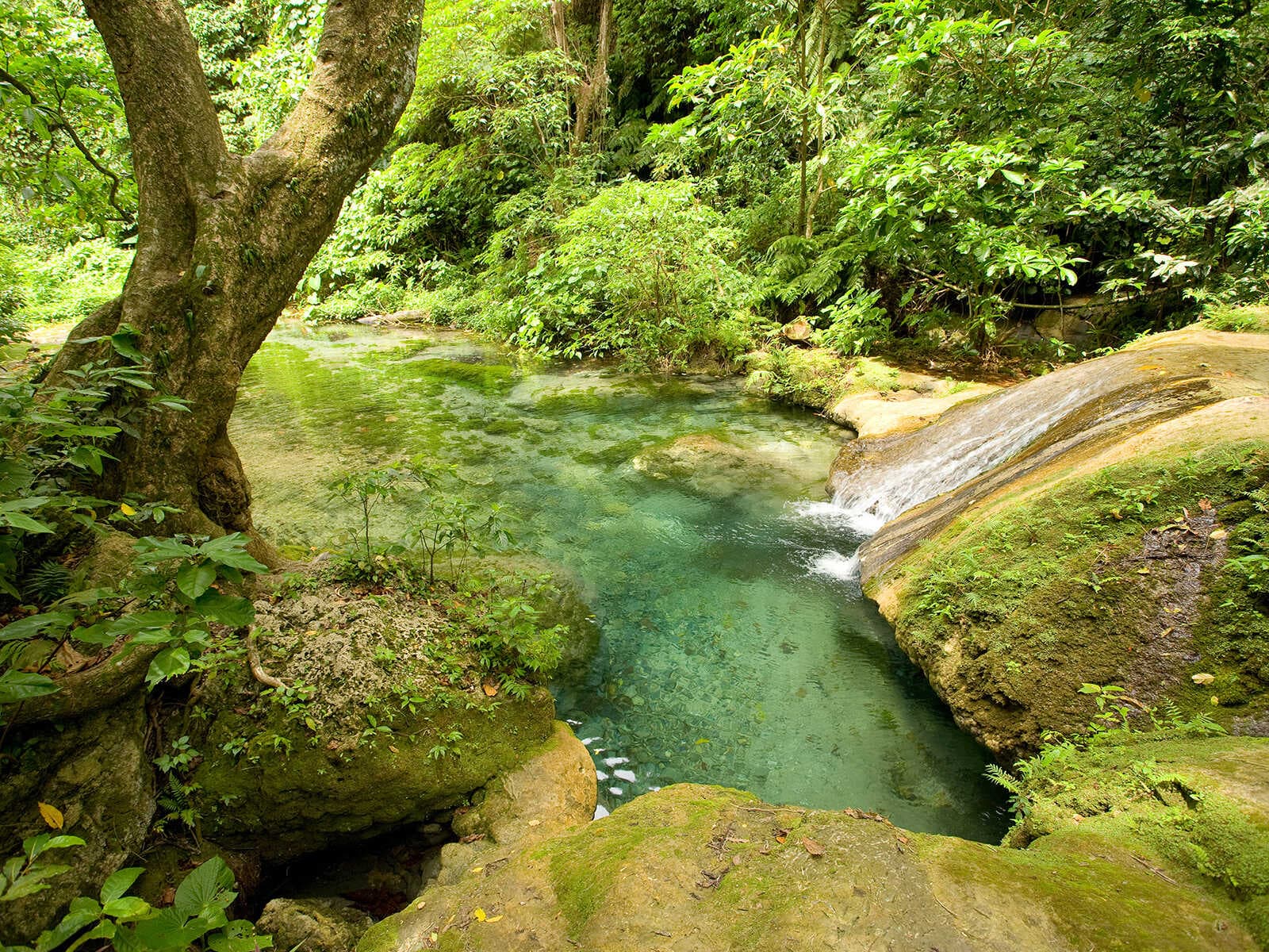 Evergreen Cascades Cascada 1