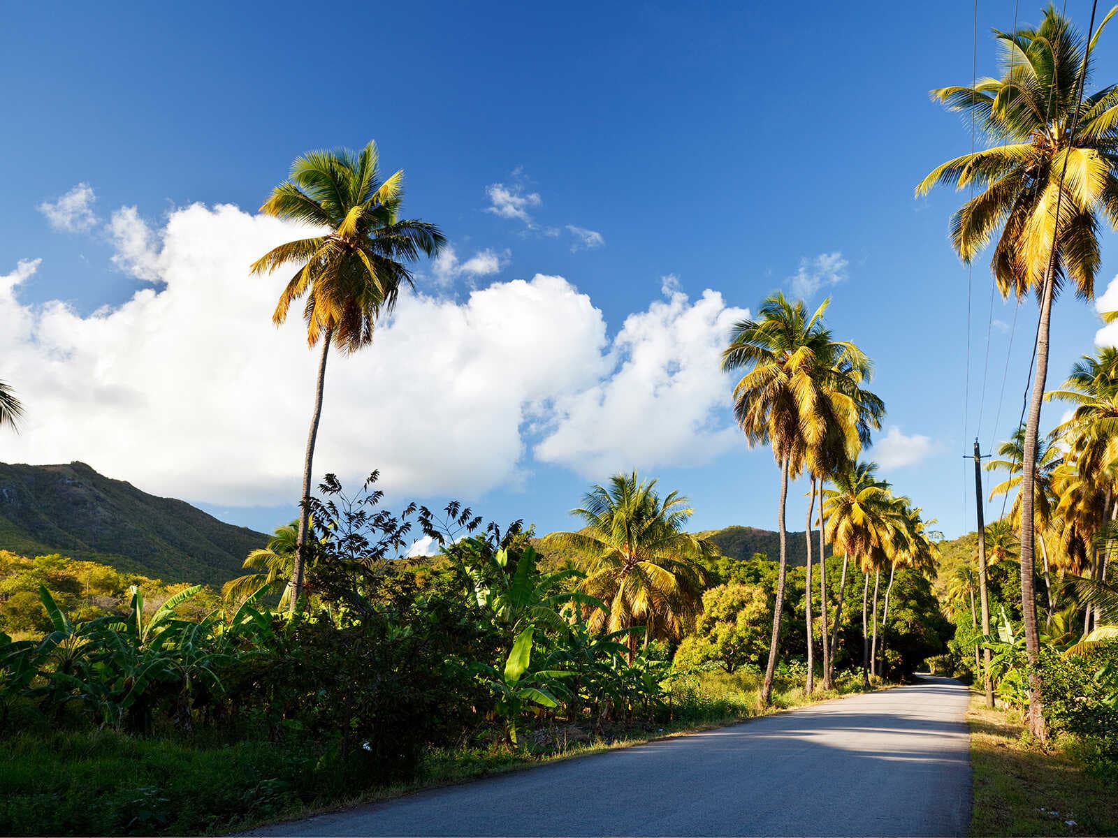 Ruta del Árbol de Higo