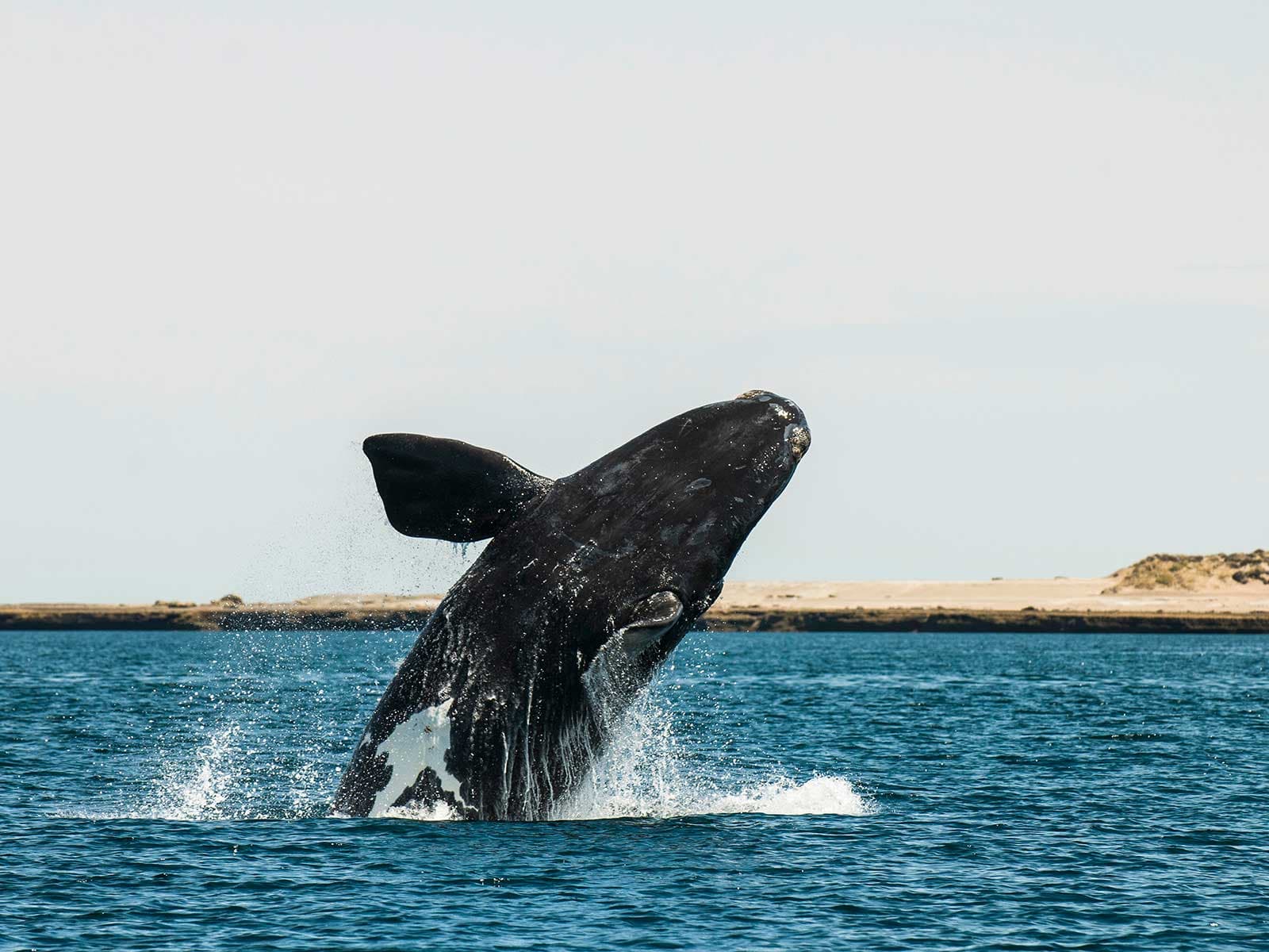 Península Valdés 1