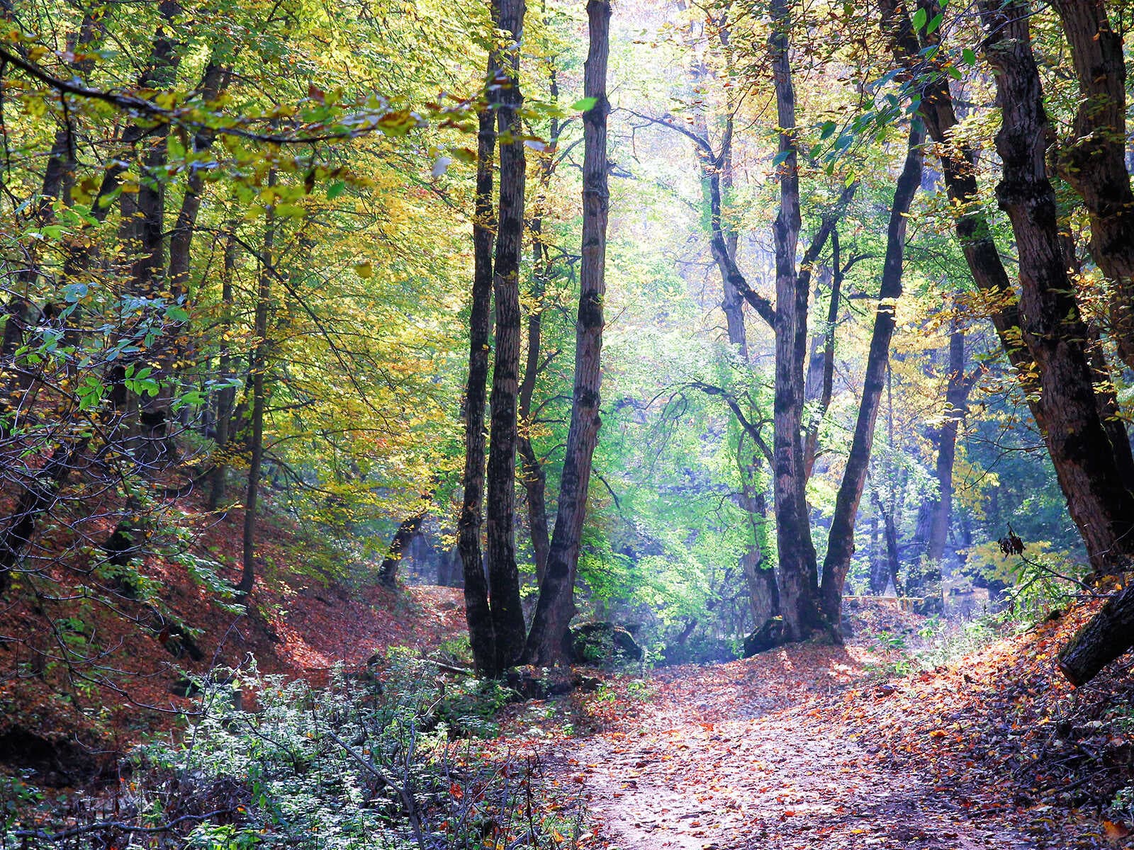 Parque Nacional Dilijan 2