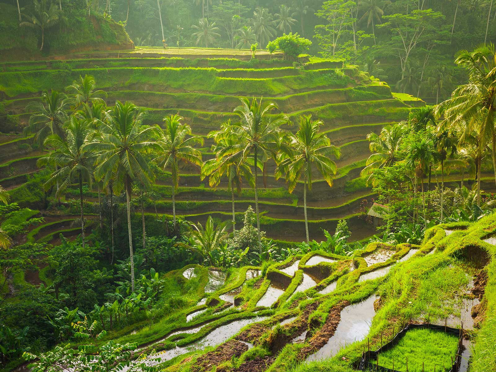 Terrazas de Arroz de Tegallalang Ubud