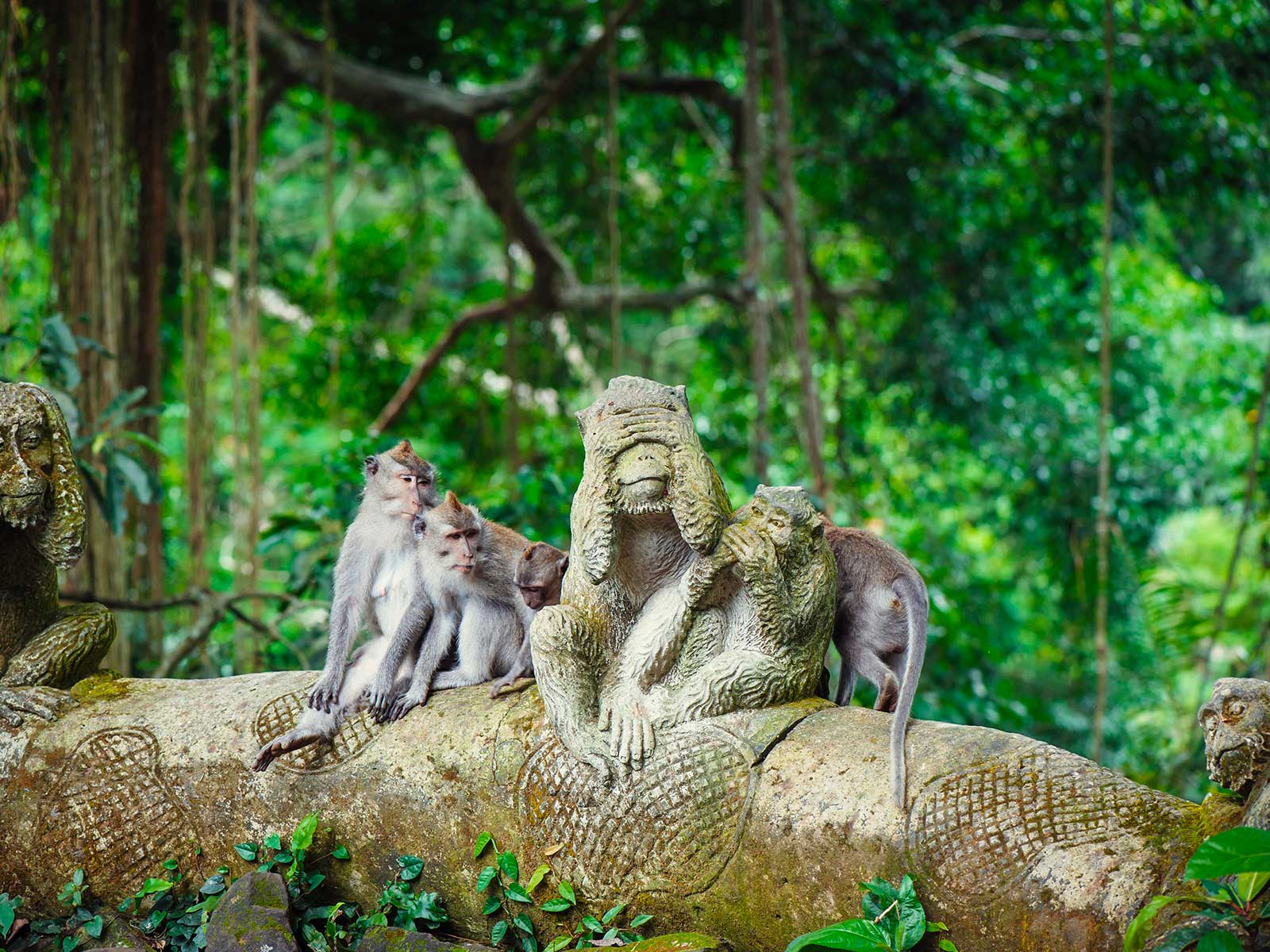 Bosque de Monos de Ubud 2