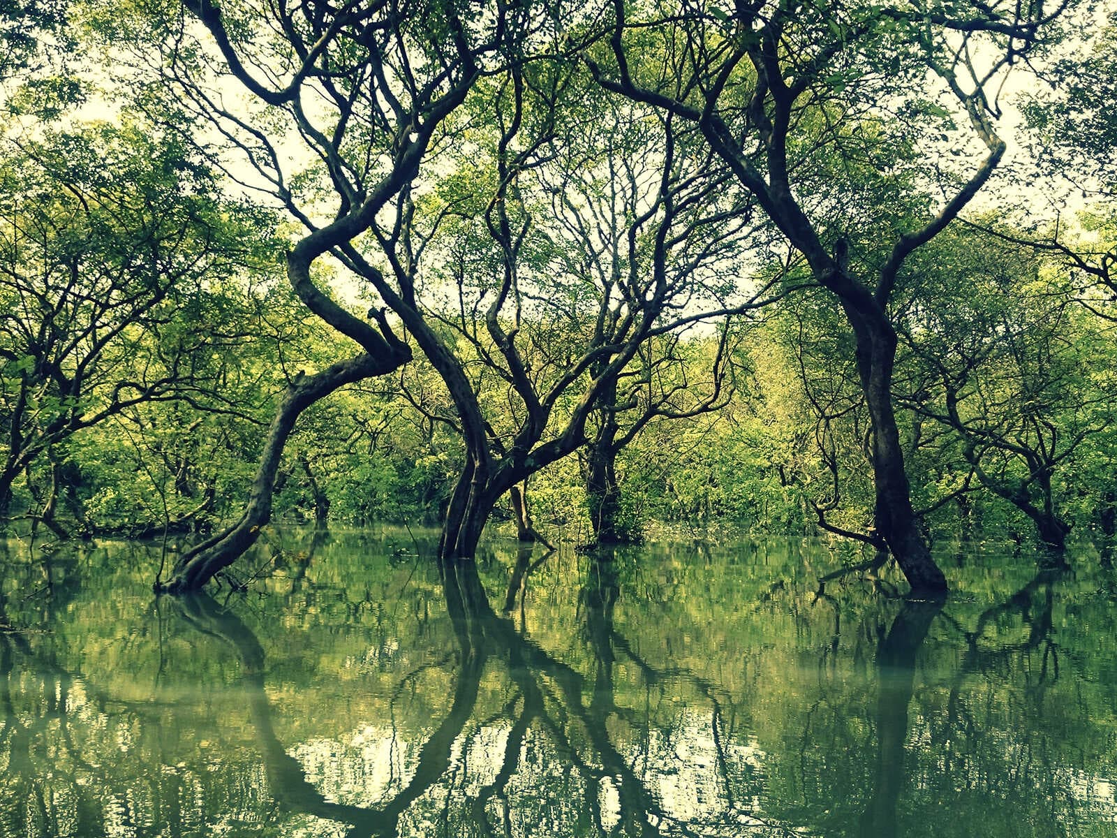 Ratargul Swamp Forest 1