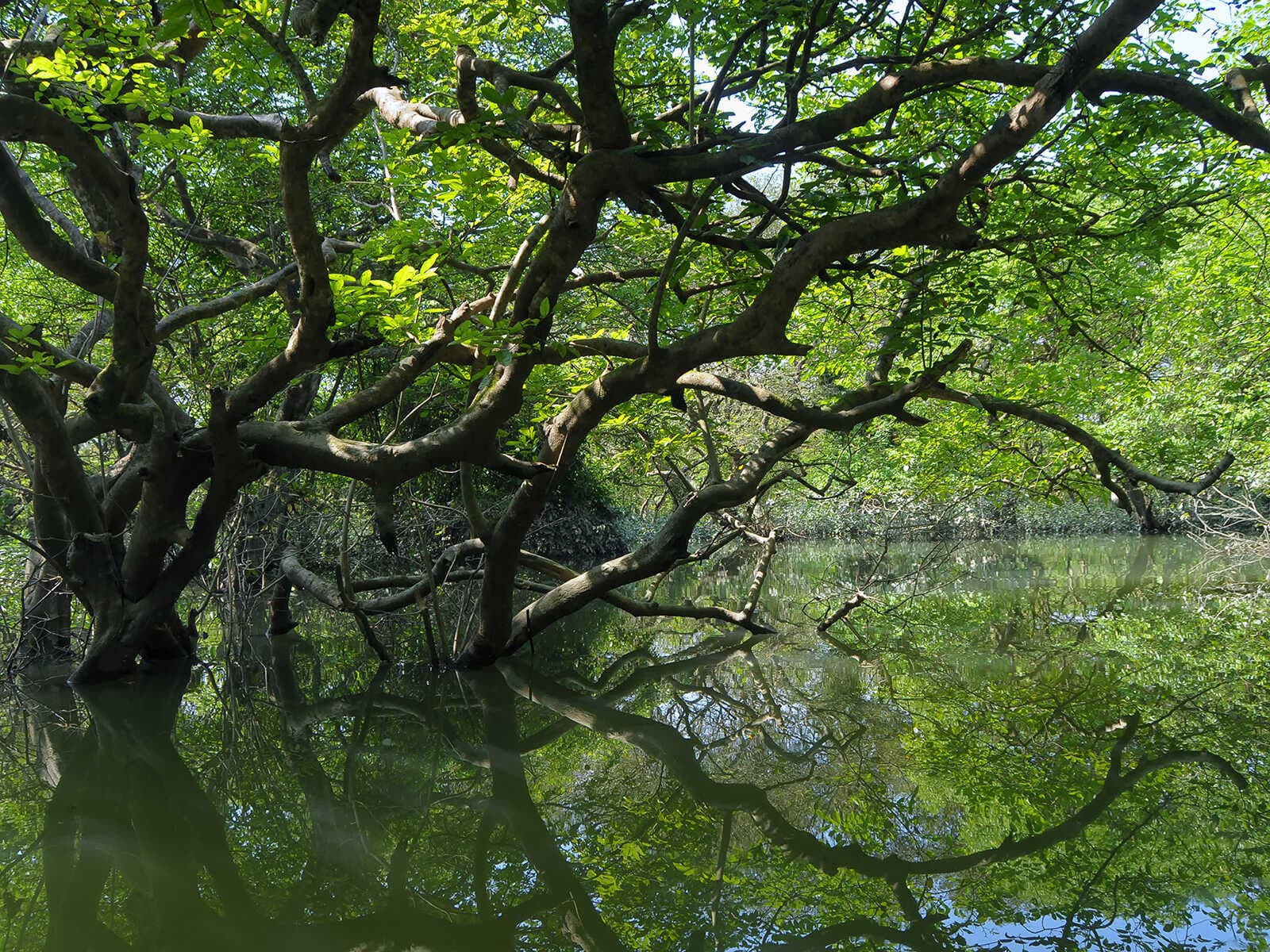Ratargul Swamp Forest