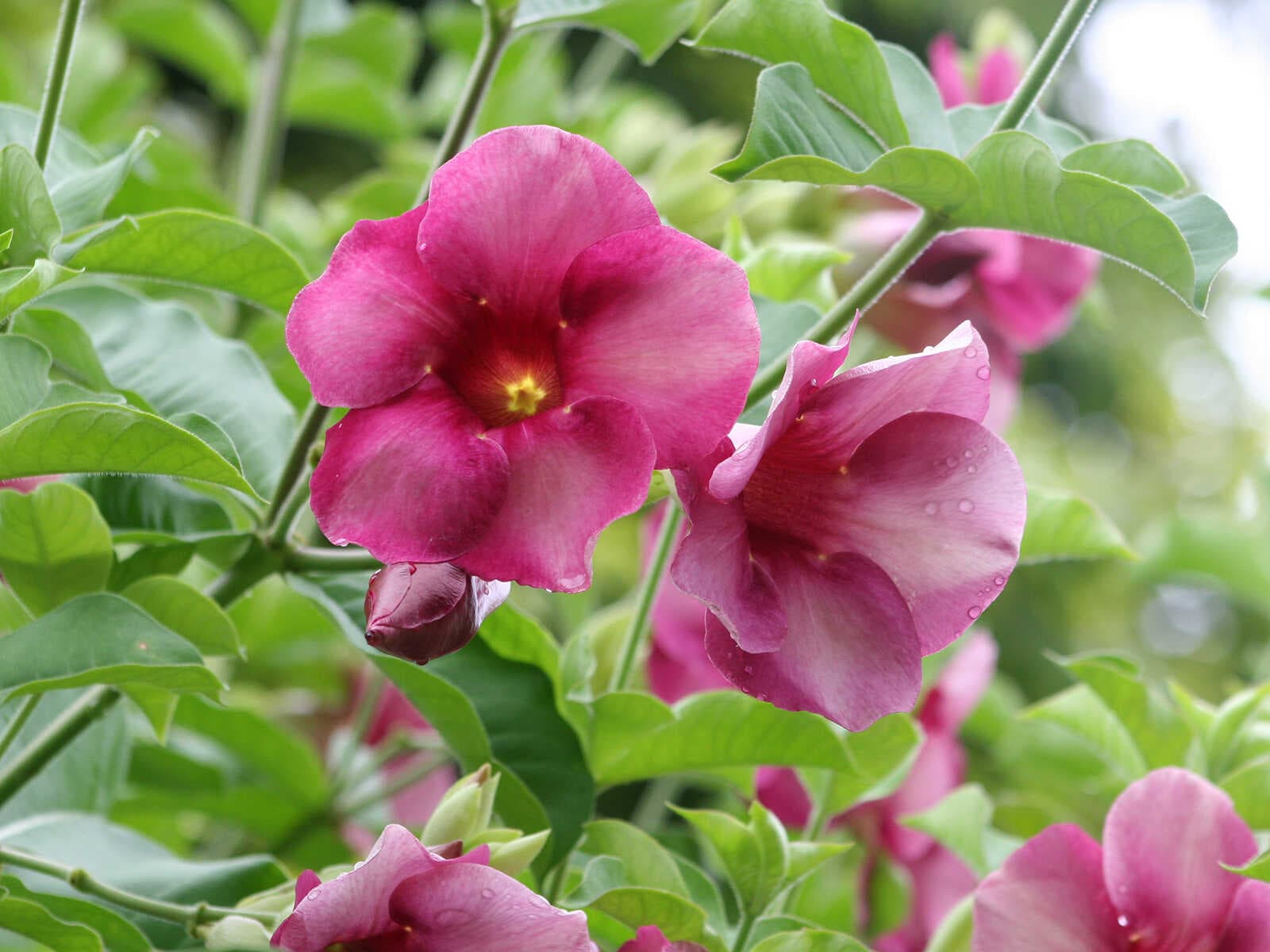 Jardines Botánicos Andromeda 1