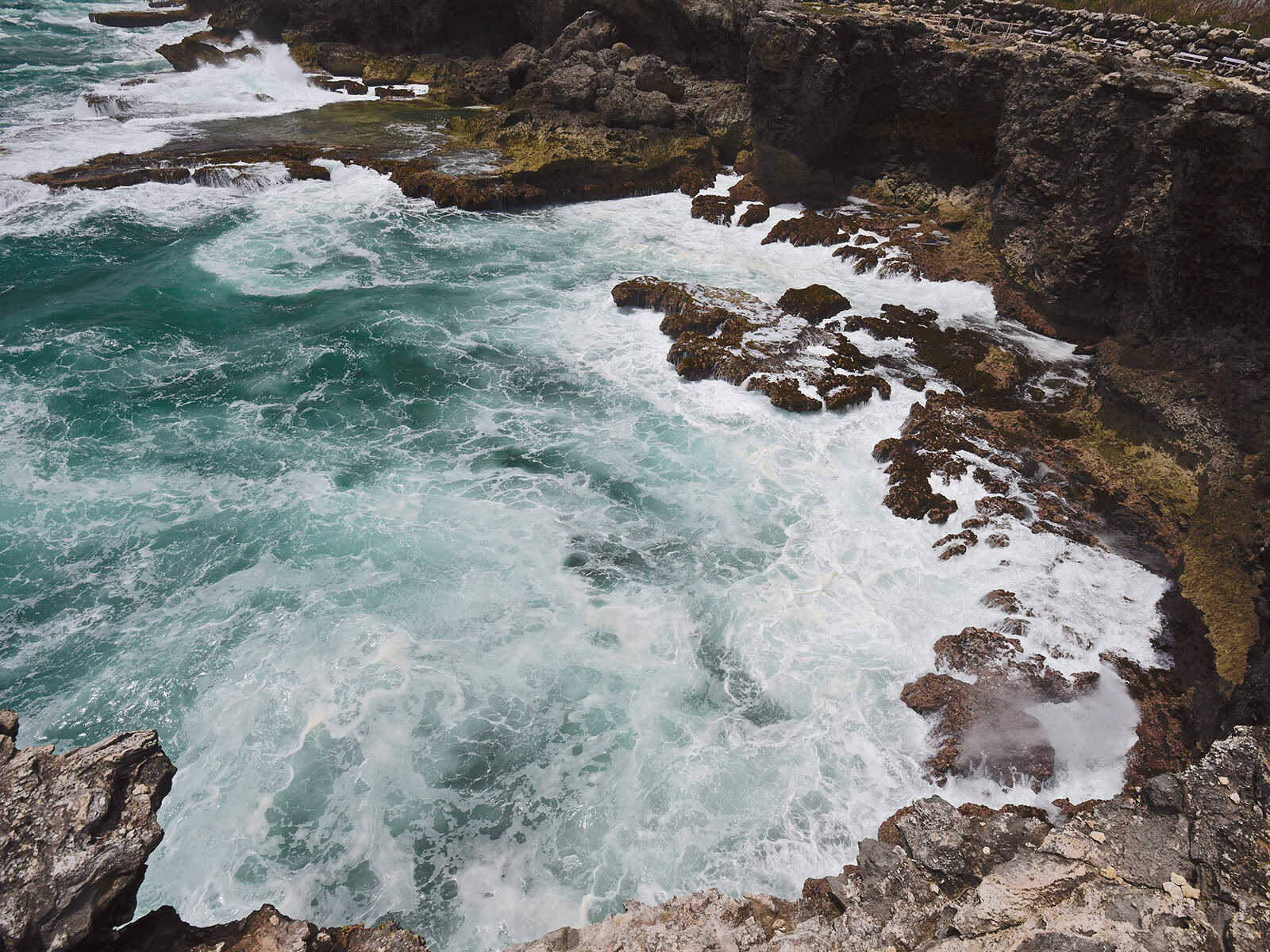 Cueva de la Flor Animal 1