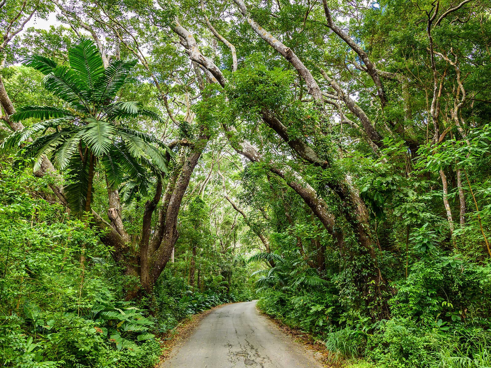 Reserva Cherry Tree Hill