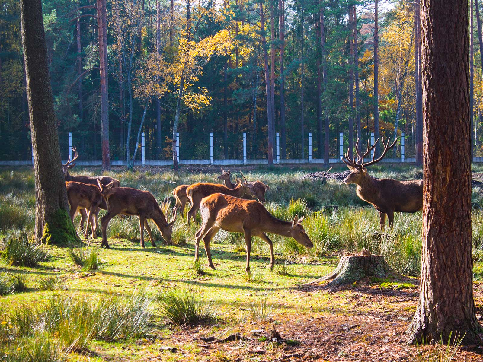 Parque Nacional Belovezhskaya Pushcha 1