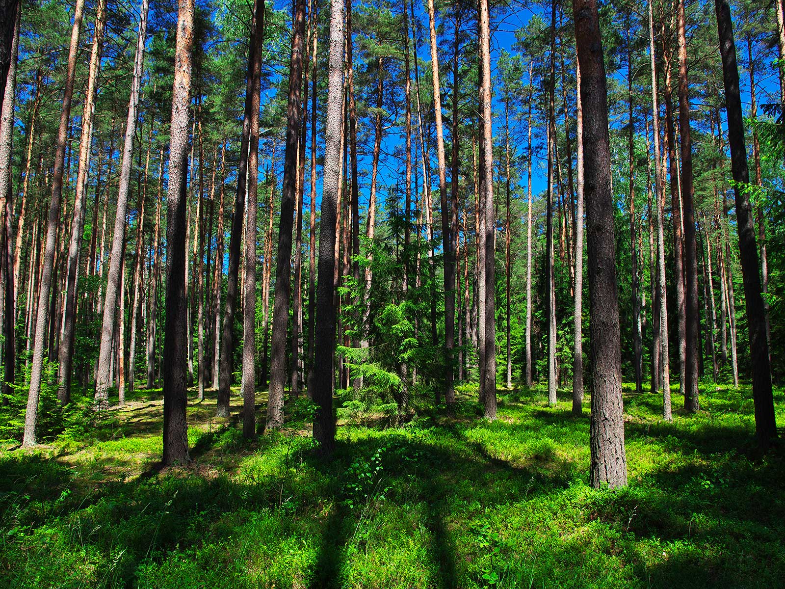 Parque Nacional Belovezhskaya Pushcha 2