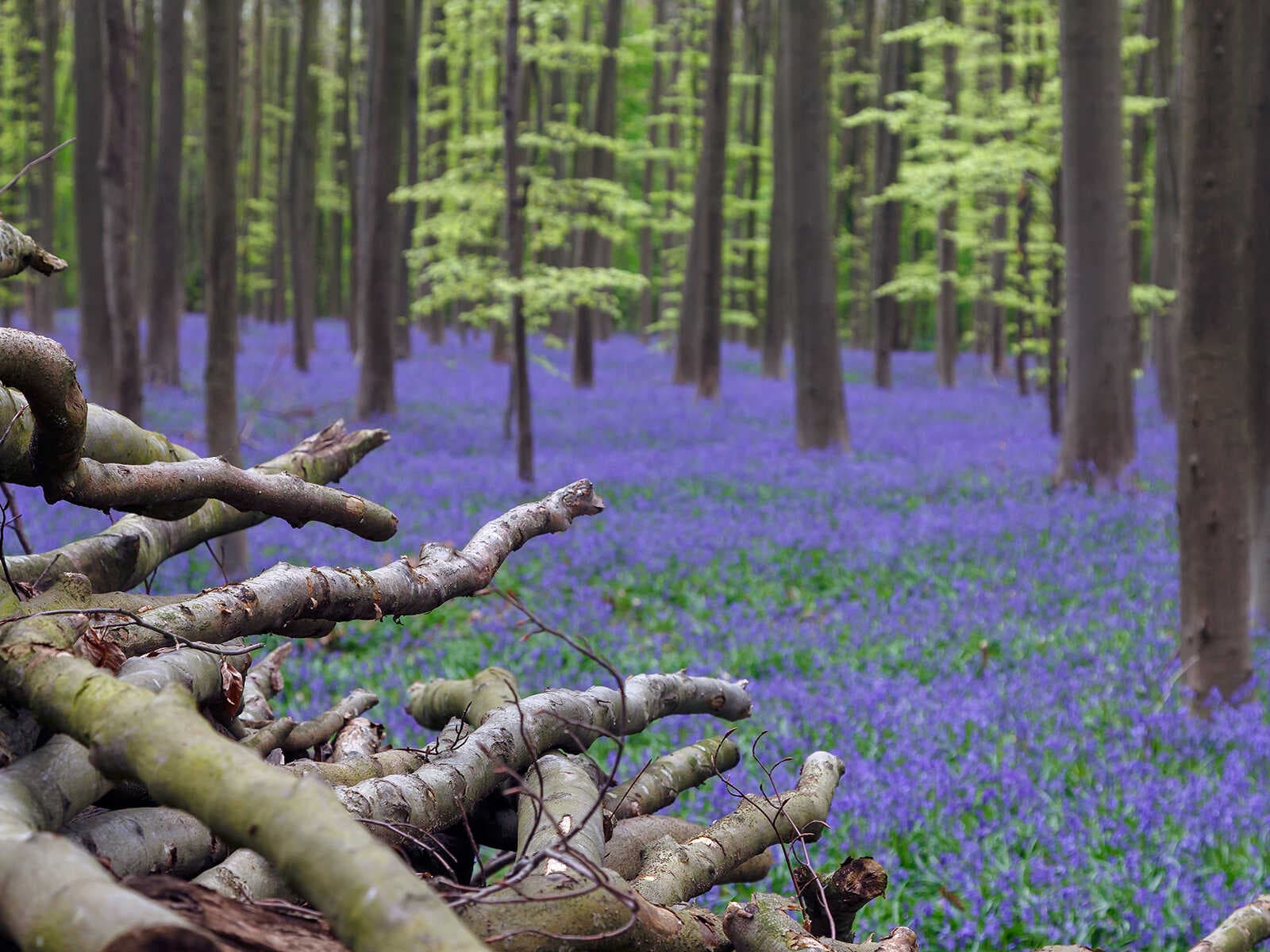 Bosque de Hallerbos 2