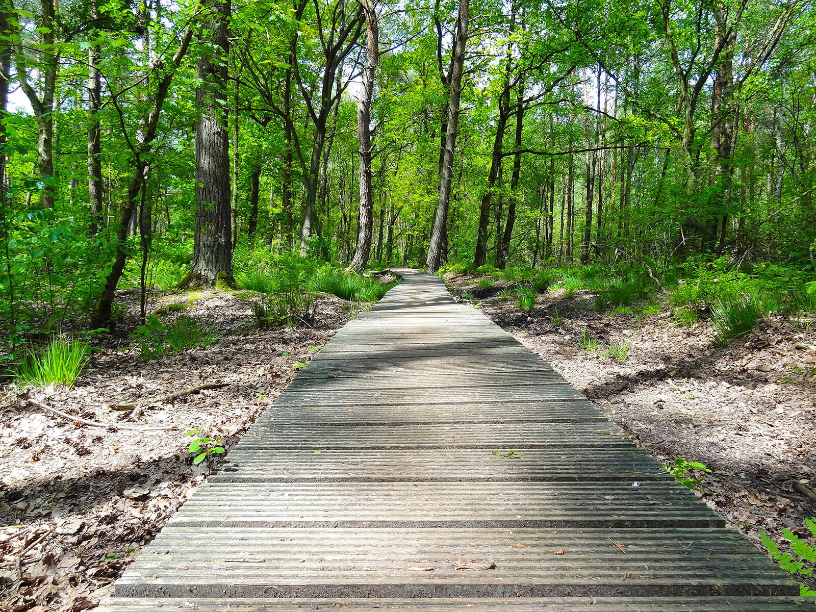 Parque Nacional Hoge Kempen 1