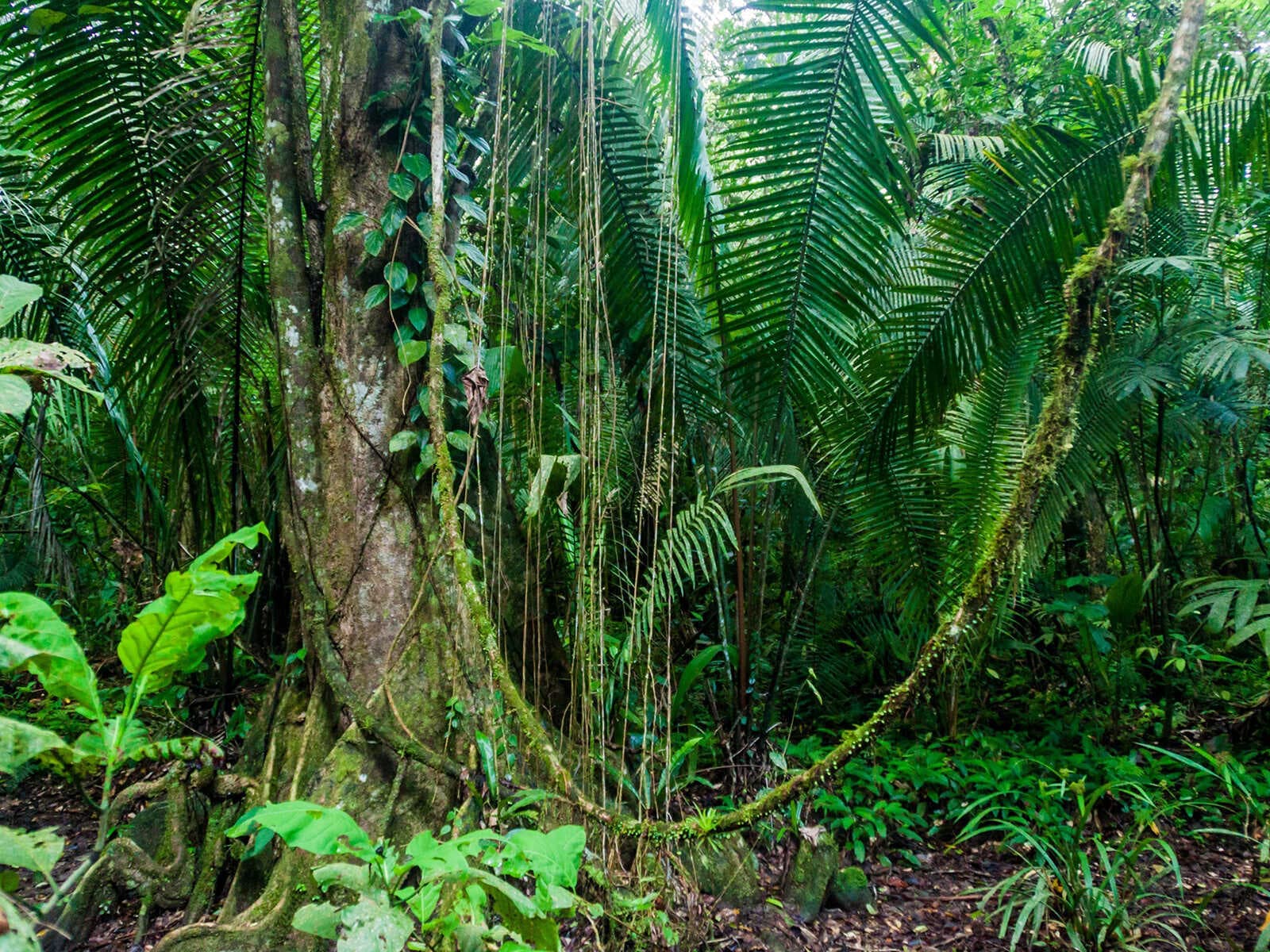 Santuario de Vida Silvestre Cockscomb Basin 1