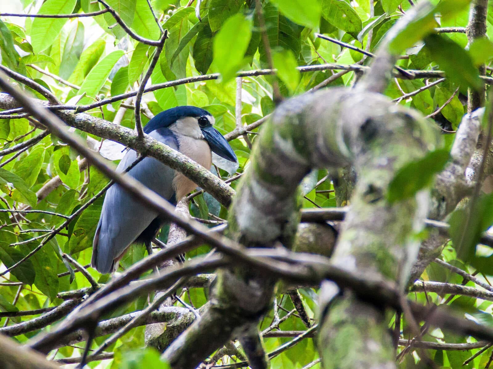 Santuario de Vida Silvestre Cockscomb Basin 2