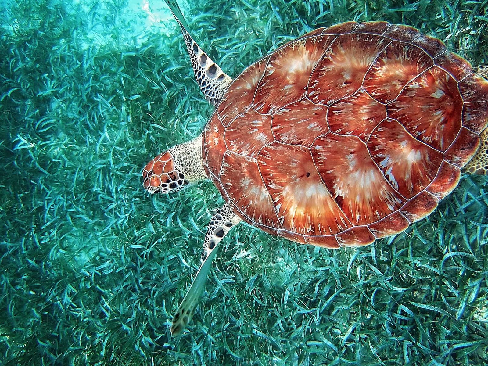 Reserva Marina Hol Chan 1