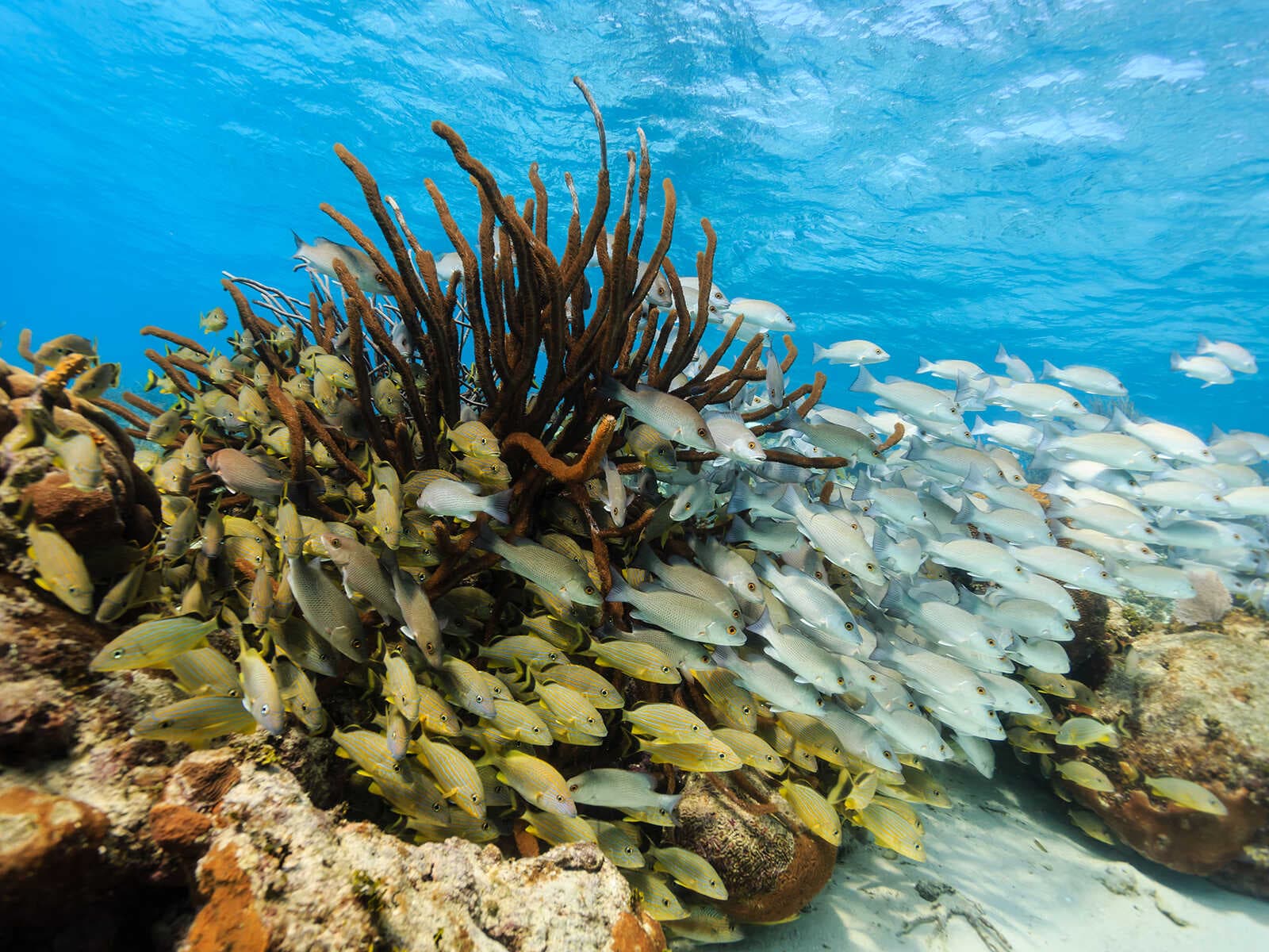 Reserva Marina Hol Chan 2