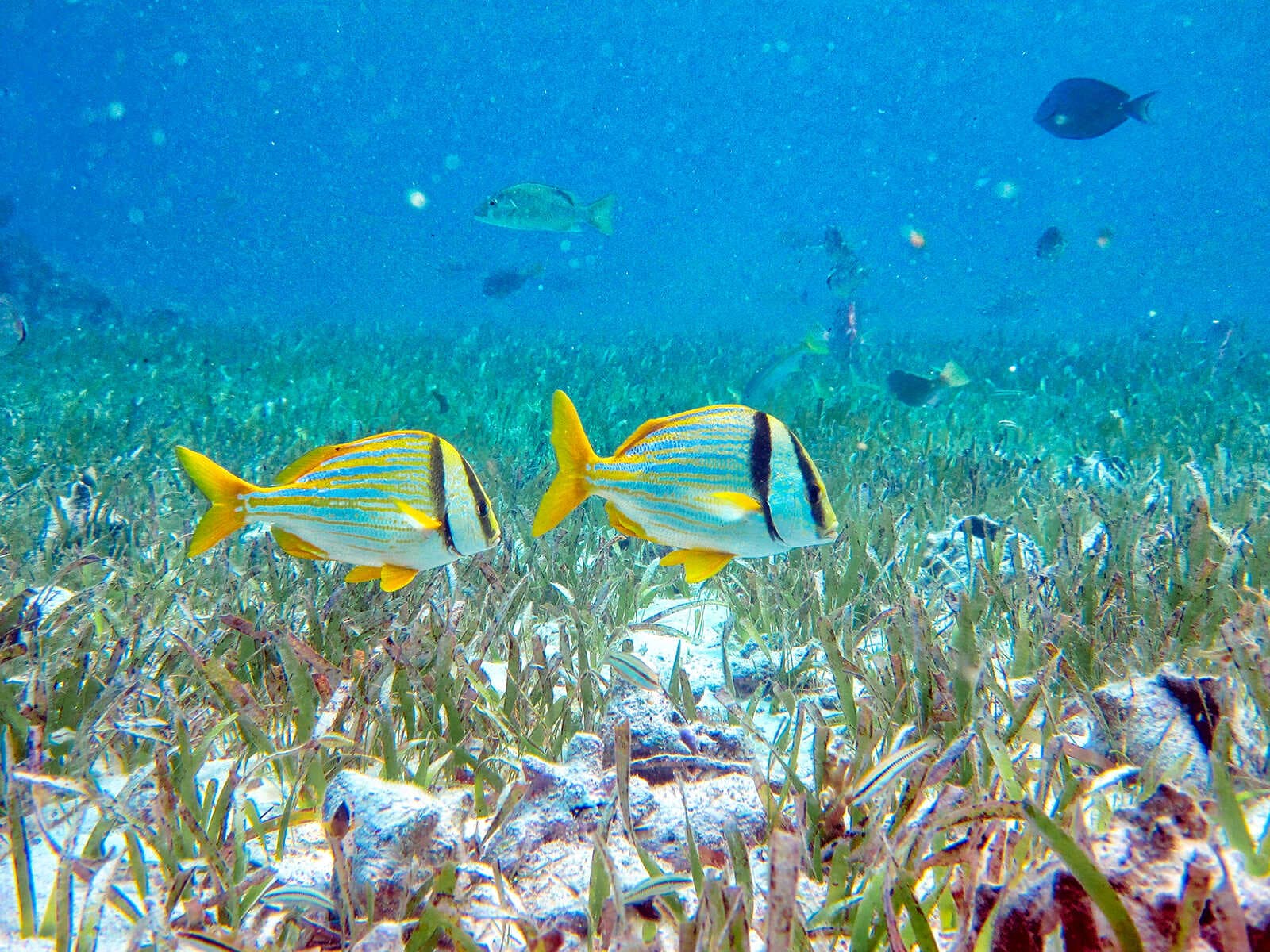 Reserva Marina Hol Chan