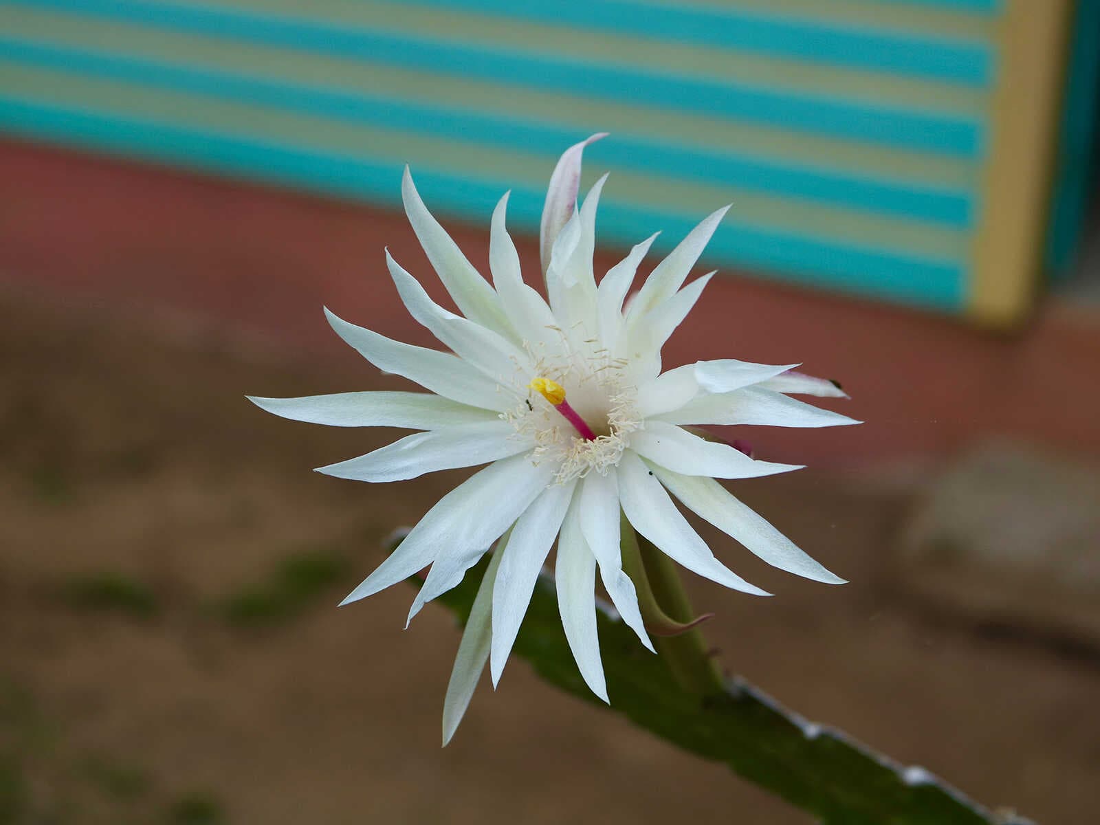 Parque Nacional Mayflower Bocawina