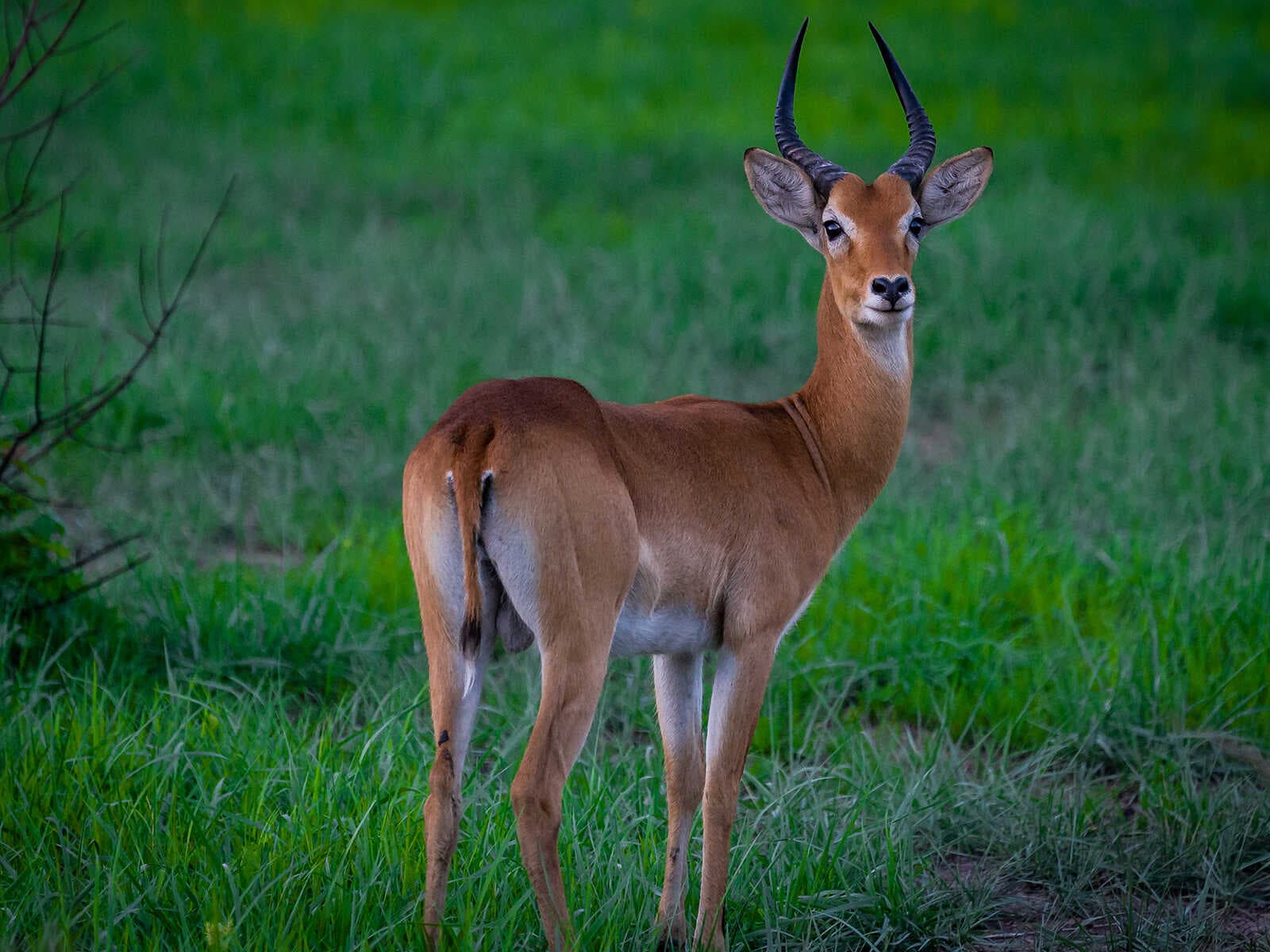 Parque Nacional Pendjari 3
