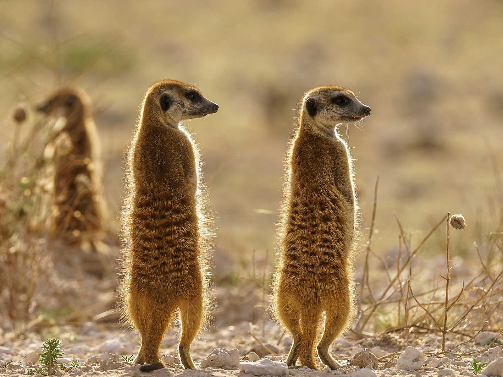 Reserva de Caza del Kalahari Central 1
