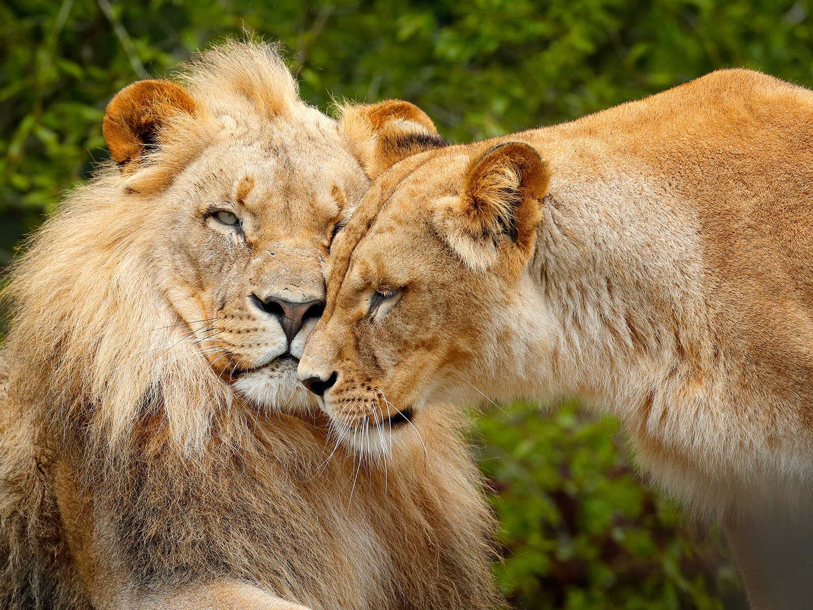Parque Nacional Chobe 1