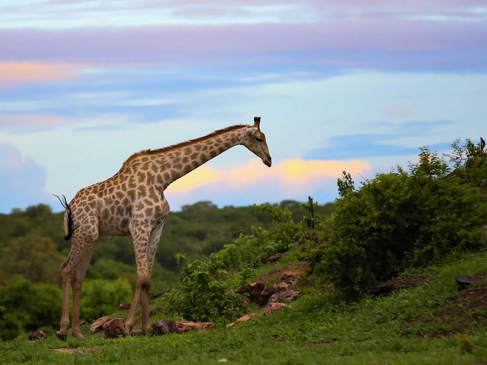 Parque Nacional Chobe 2