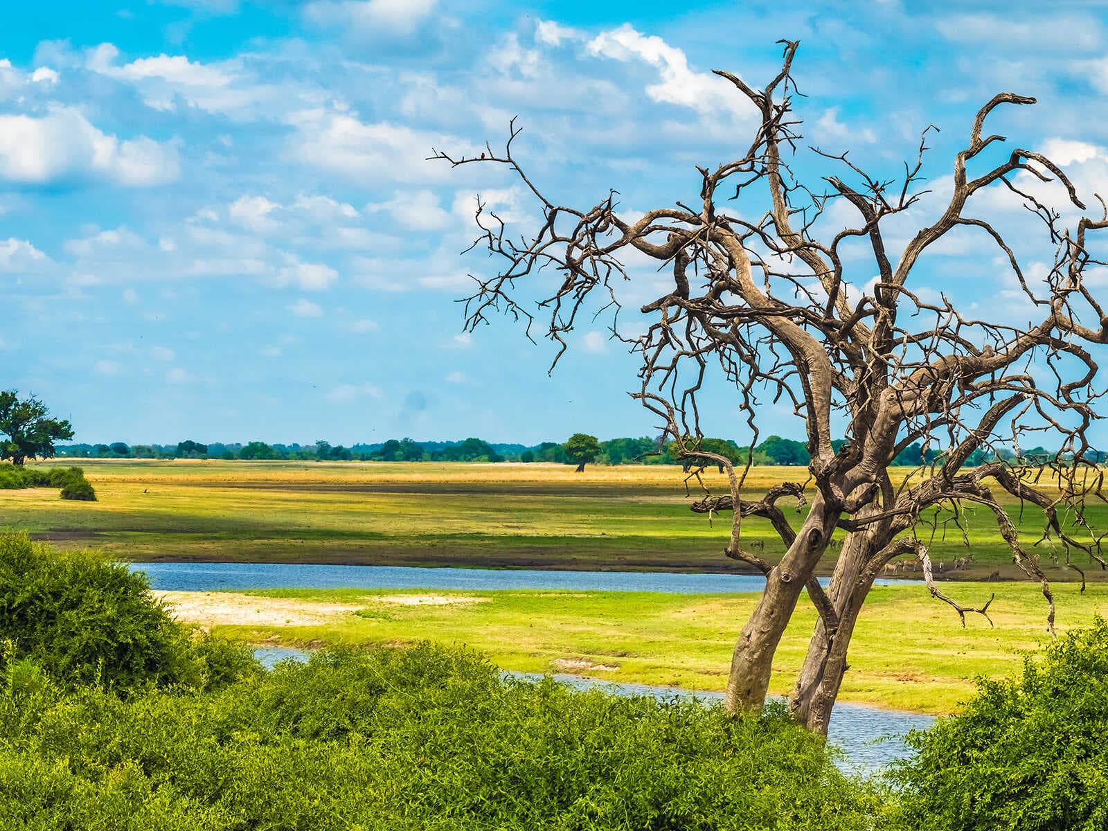 Parque Nacional Chobe 3