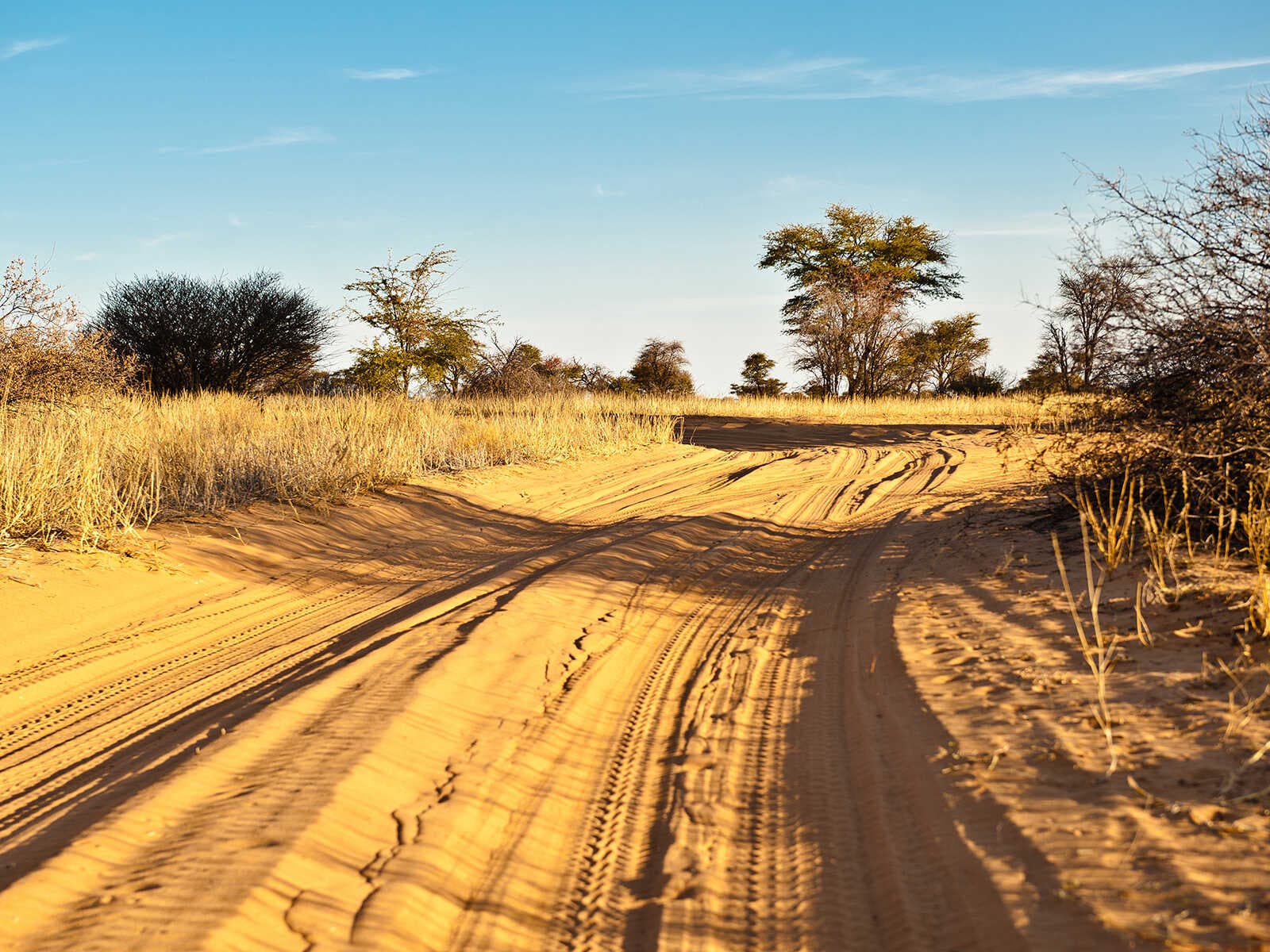 Desierto del Kalahari 1