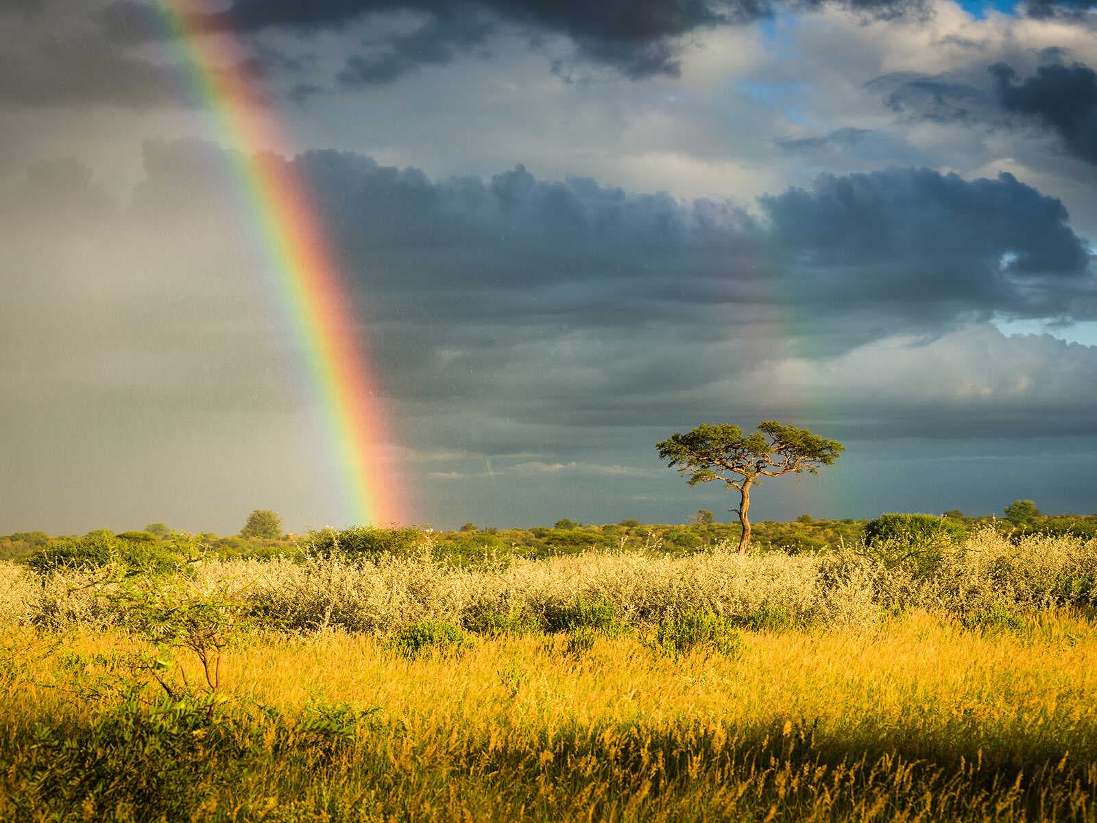 Desierto del Kalahari