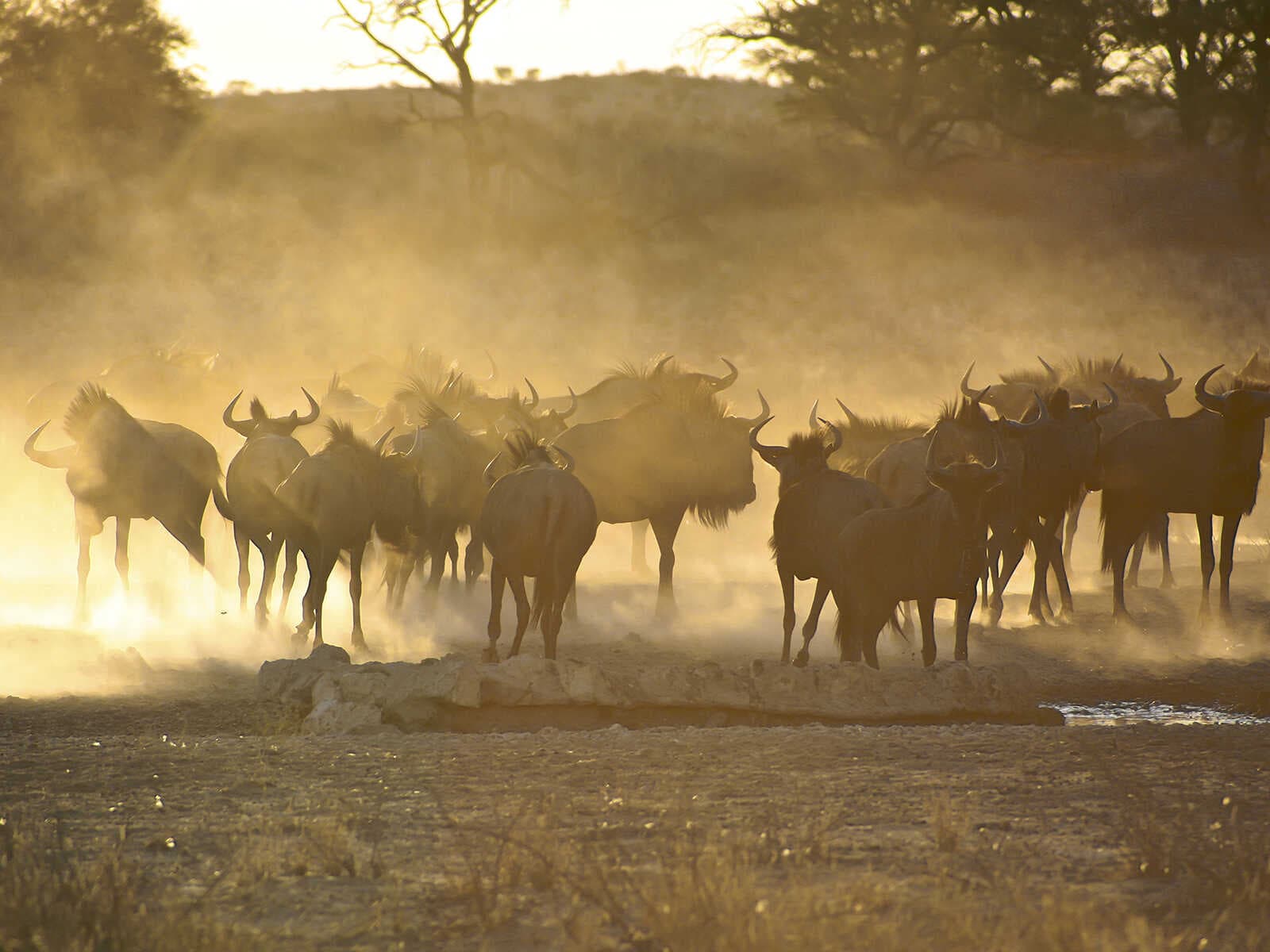 Parque Transfronterizo Kgalagadi