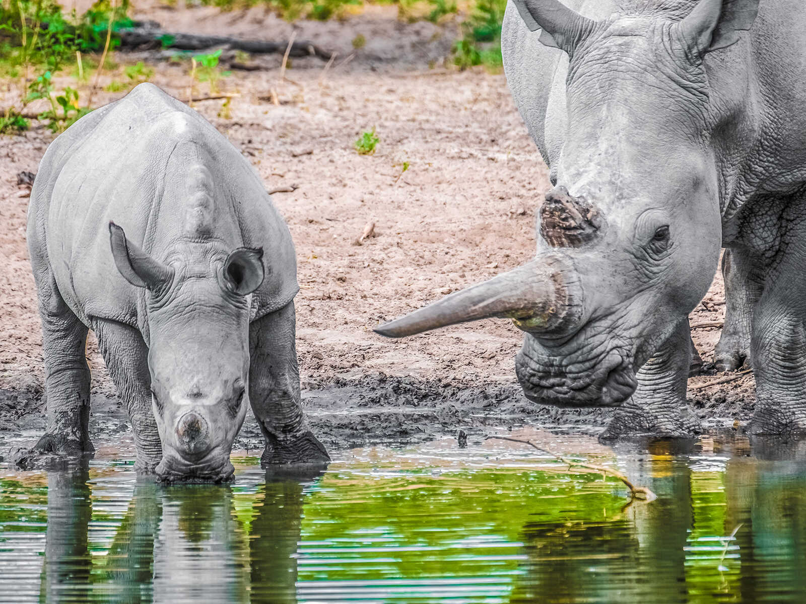 Santuario de Rinocerontes Khama 1