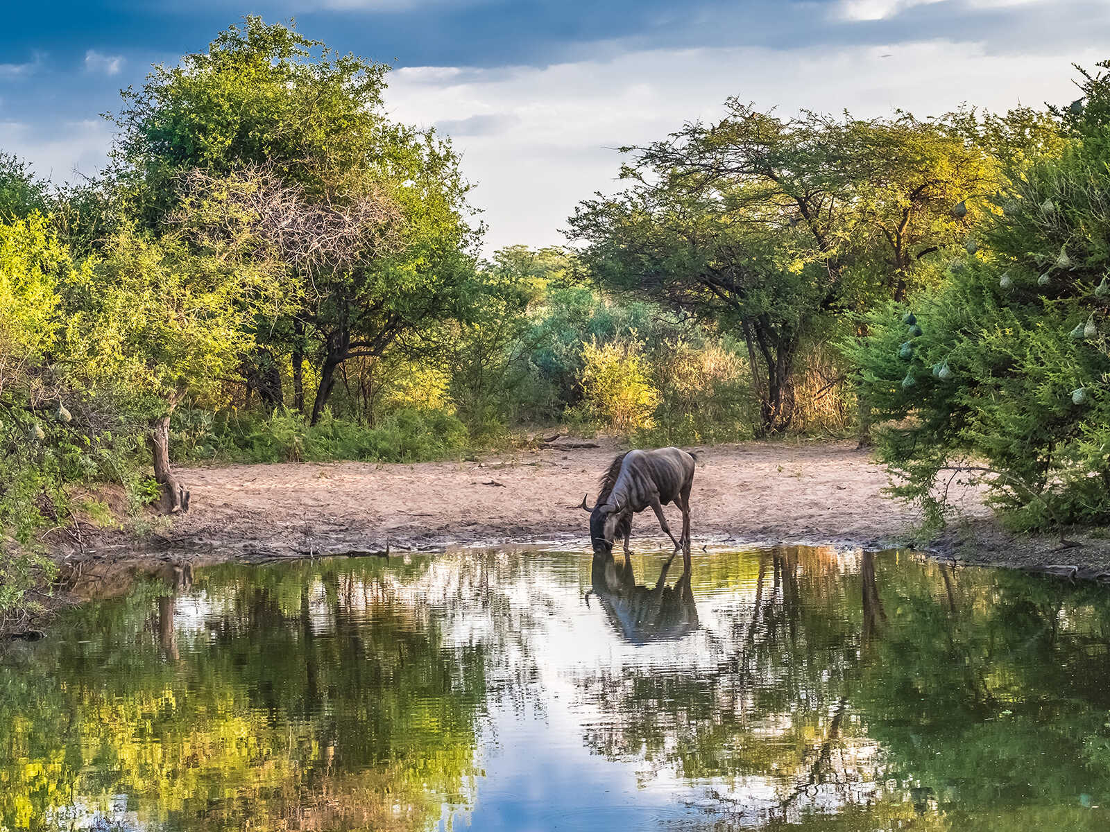 Santuario de Rinocerontes Khama 2