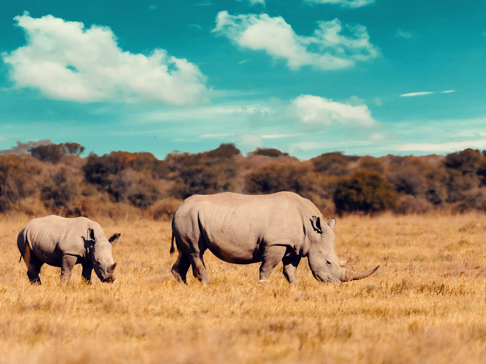 Santuario de Rinocerontes Khama 3