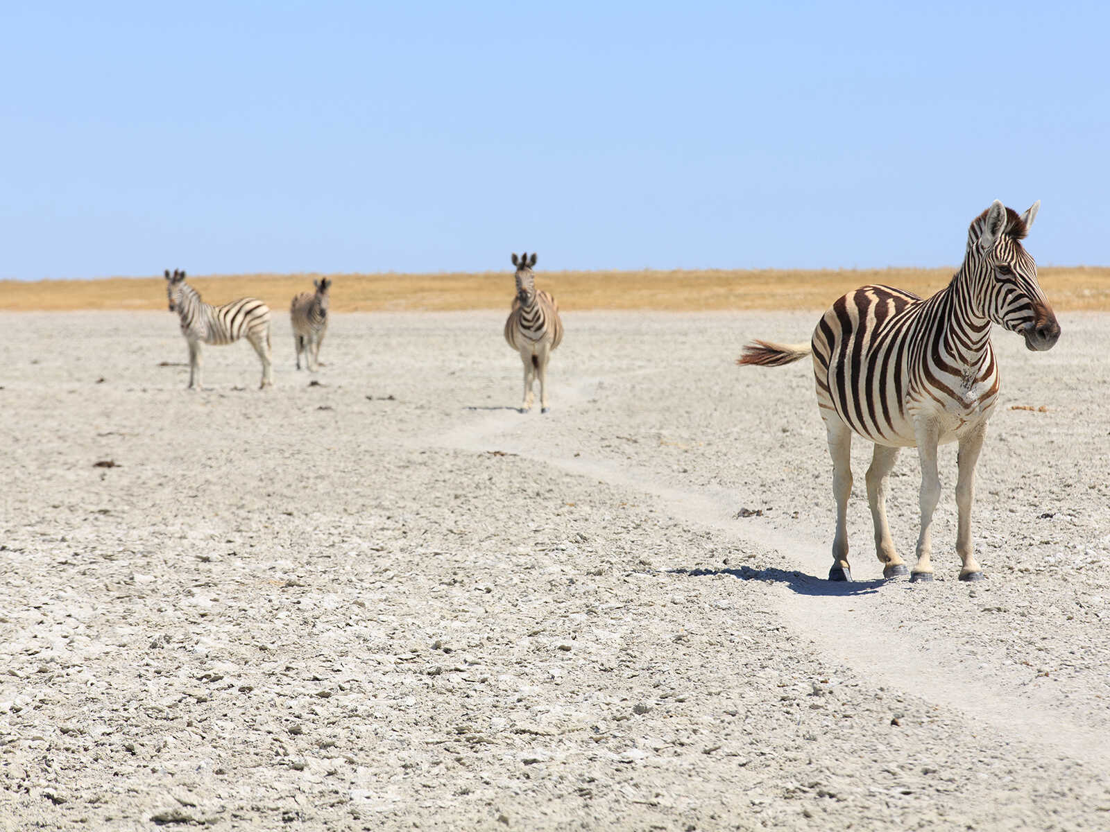 Parque Nacional Makgadikgadi Pans 1