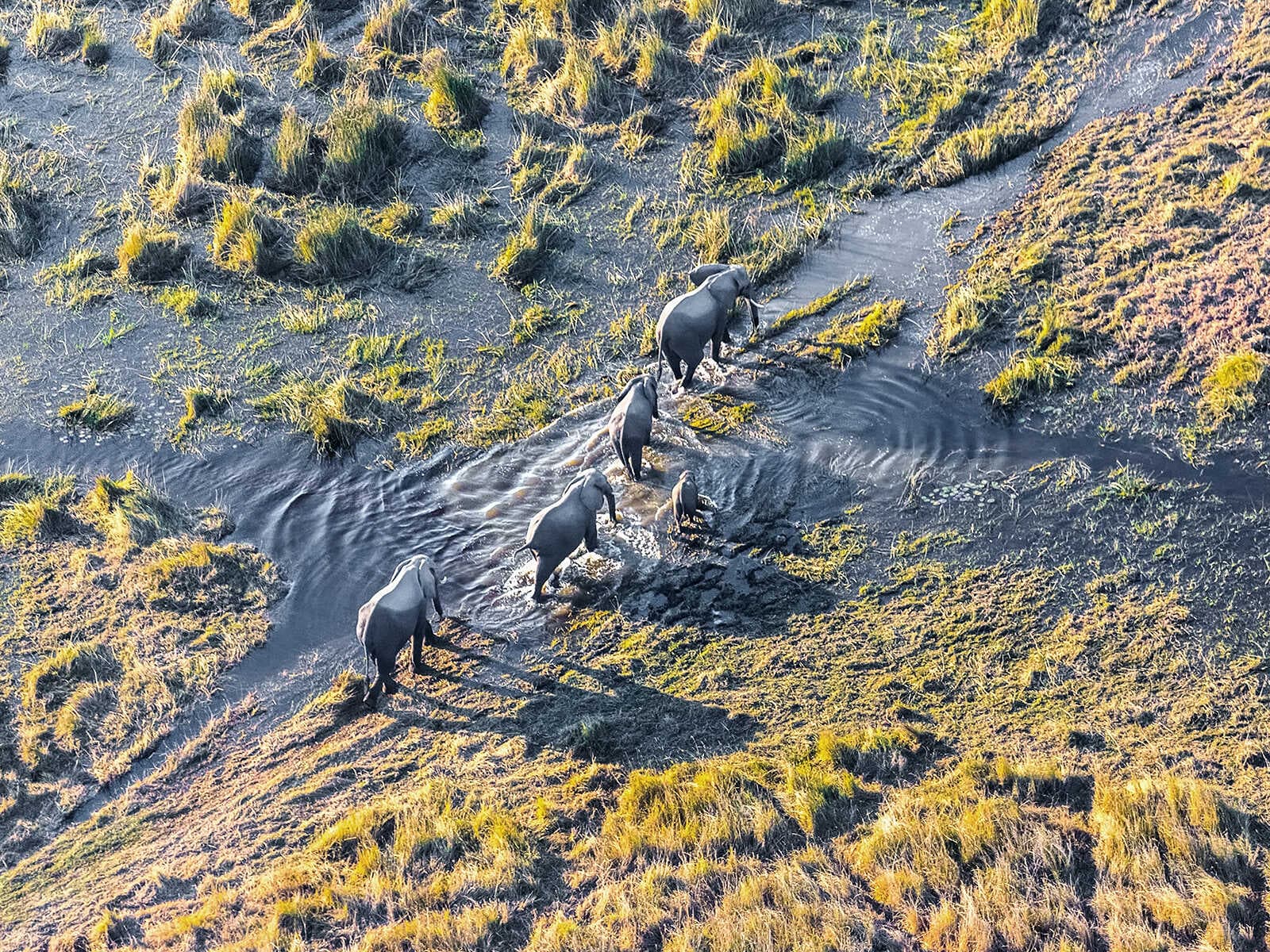 Delta del Okavango 2