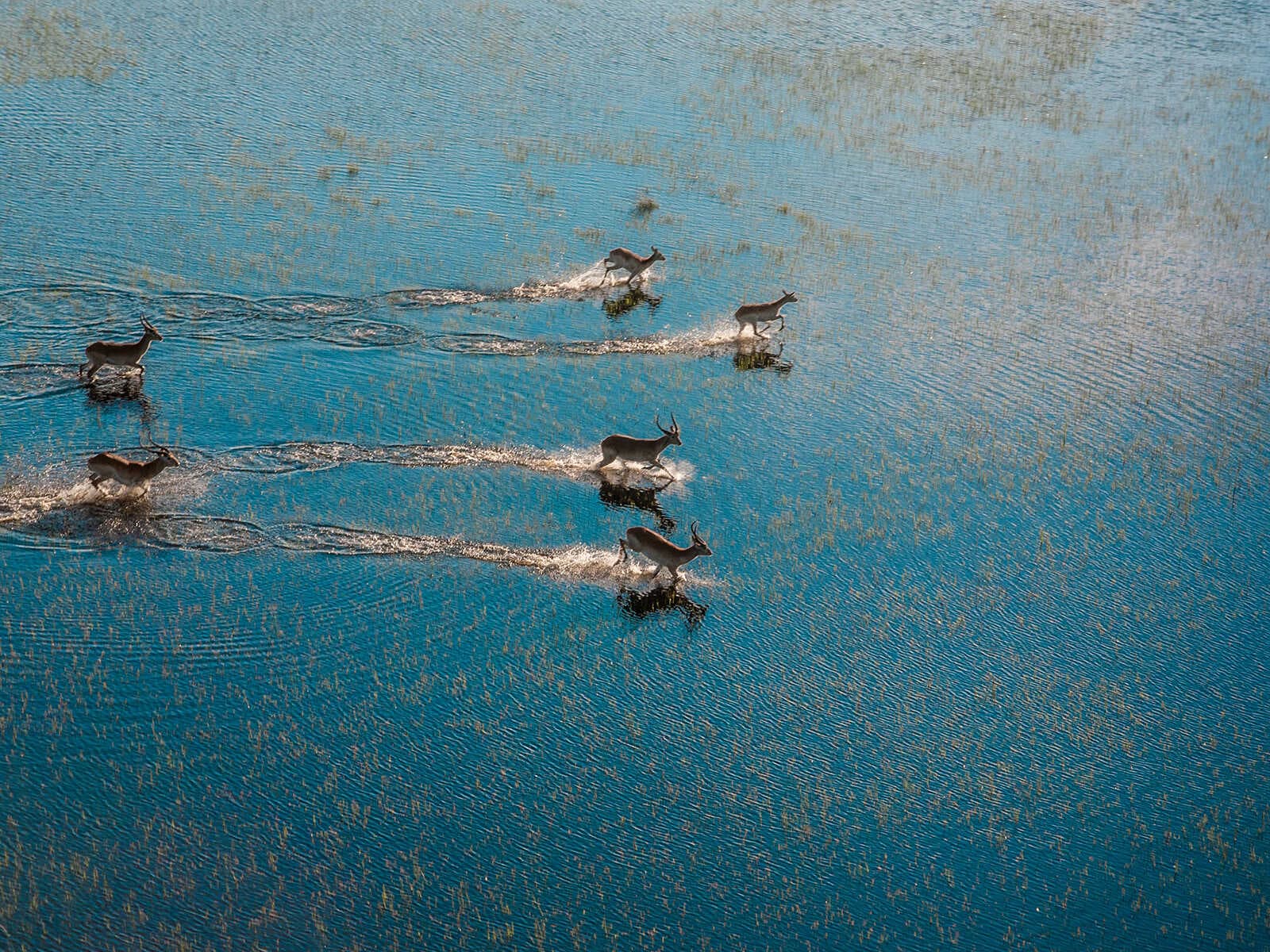 Delta del Okavango 3