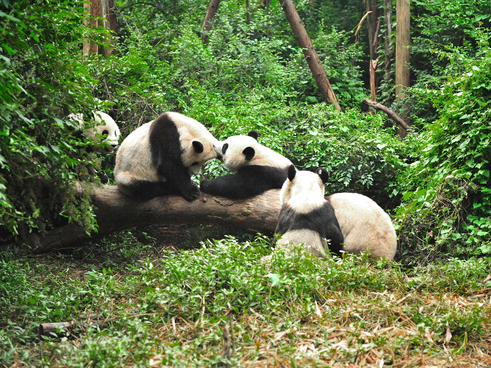 Centro de Investigación y Cría de Pandas de Chengdu