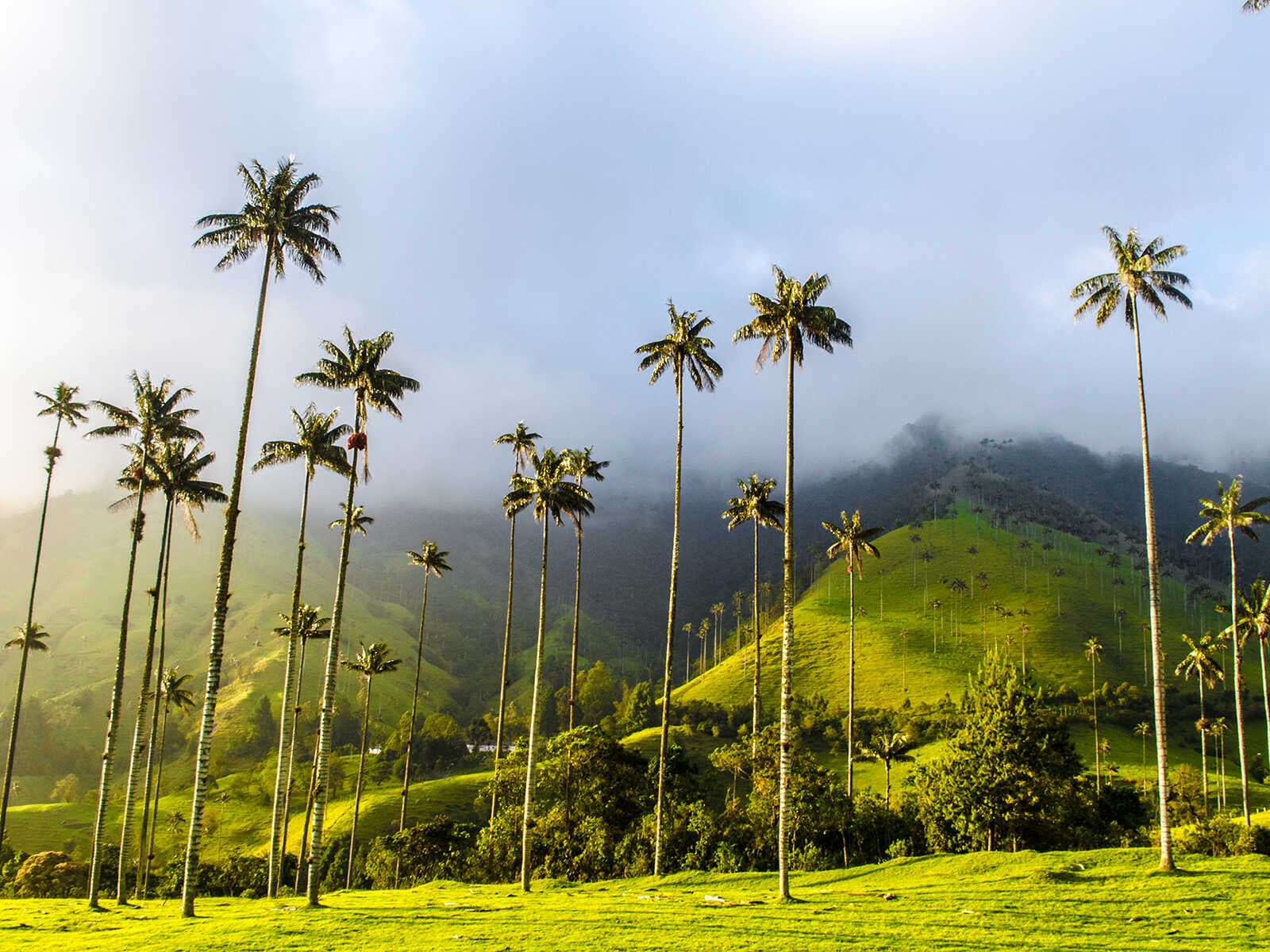 Valle de Cocora