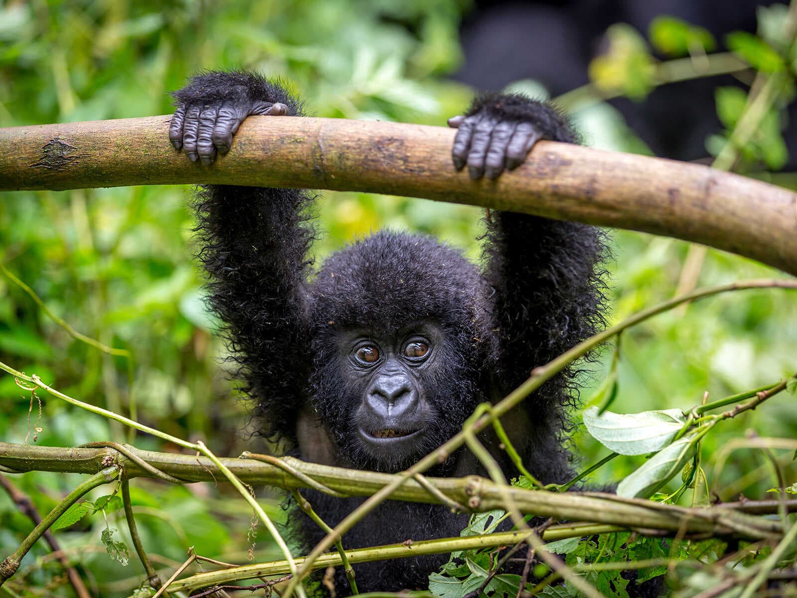 Parque Nacional Virunga 1