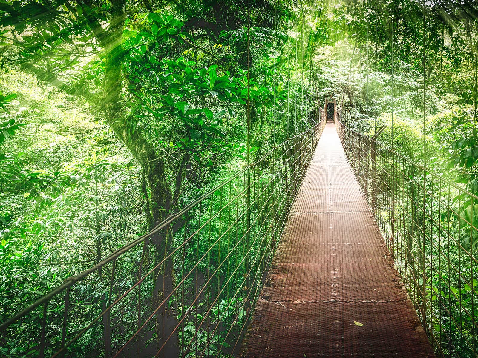 Reserva Biológica Bosque Nuboso Monteverde