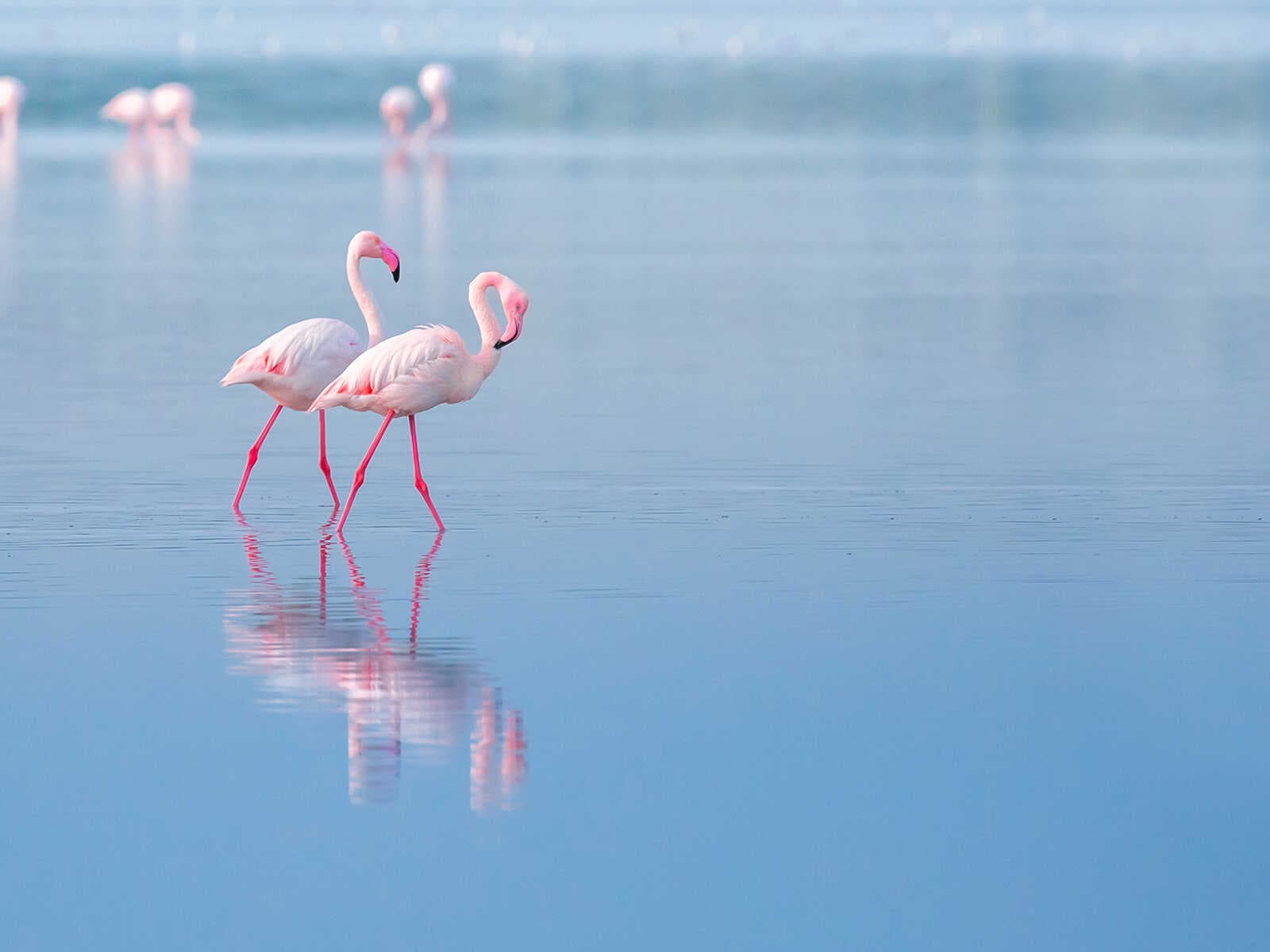 Lago salado de Larnaca 1