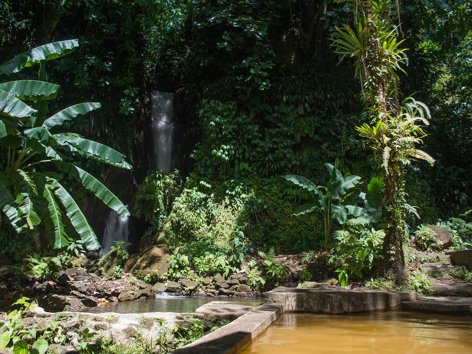 Jardines Tropicales Papillote