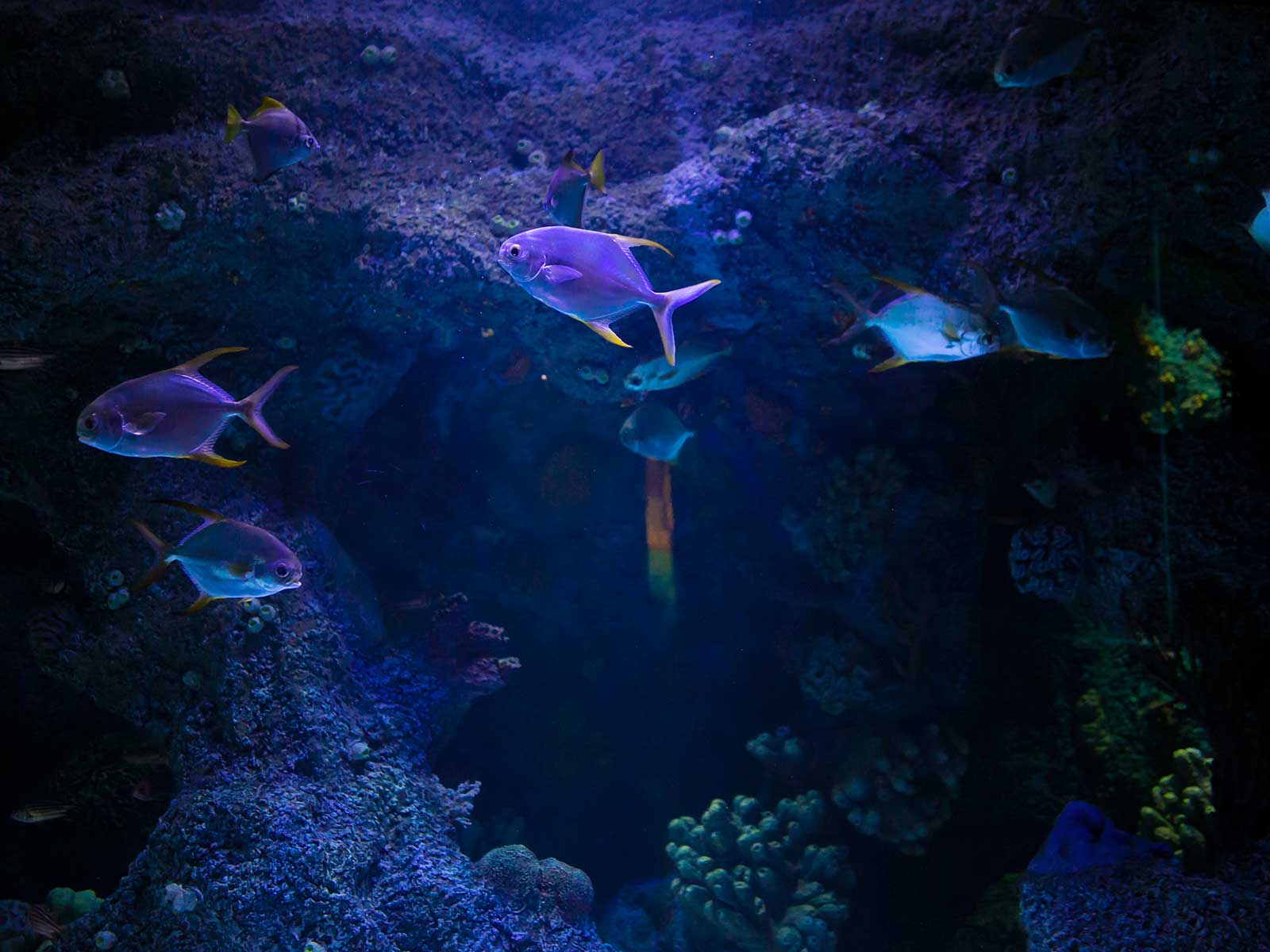 Acuario de Dubái y Zoológico Submarino 1