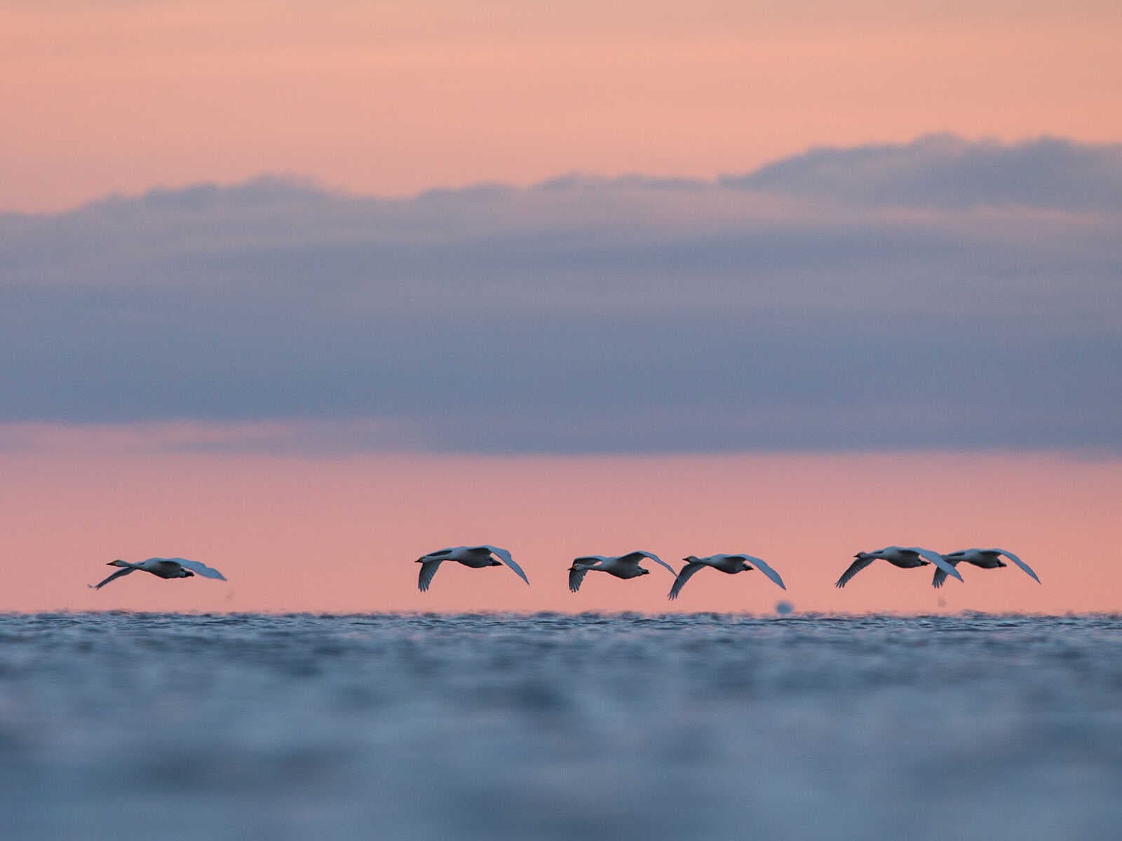 Parque Nacional Matsalu 2
