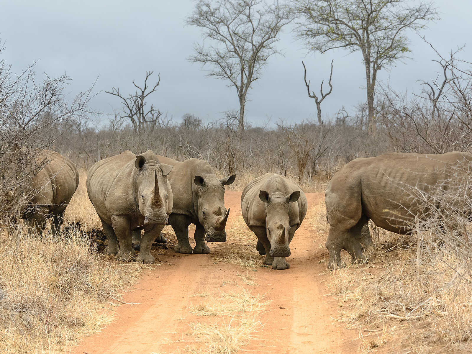 Parque Nacional Hlane 1