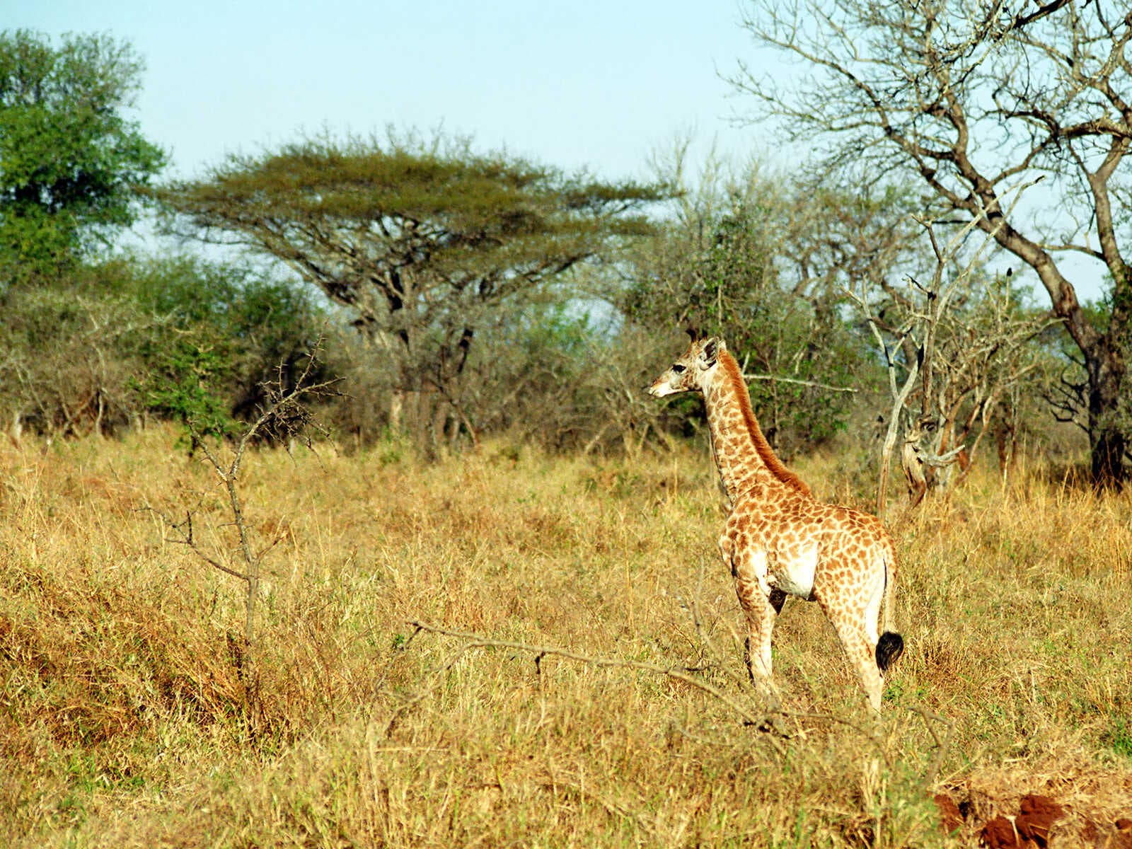 Reserva de Caza Mkhaya 1